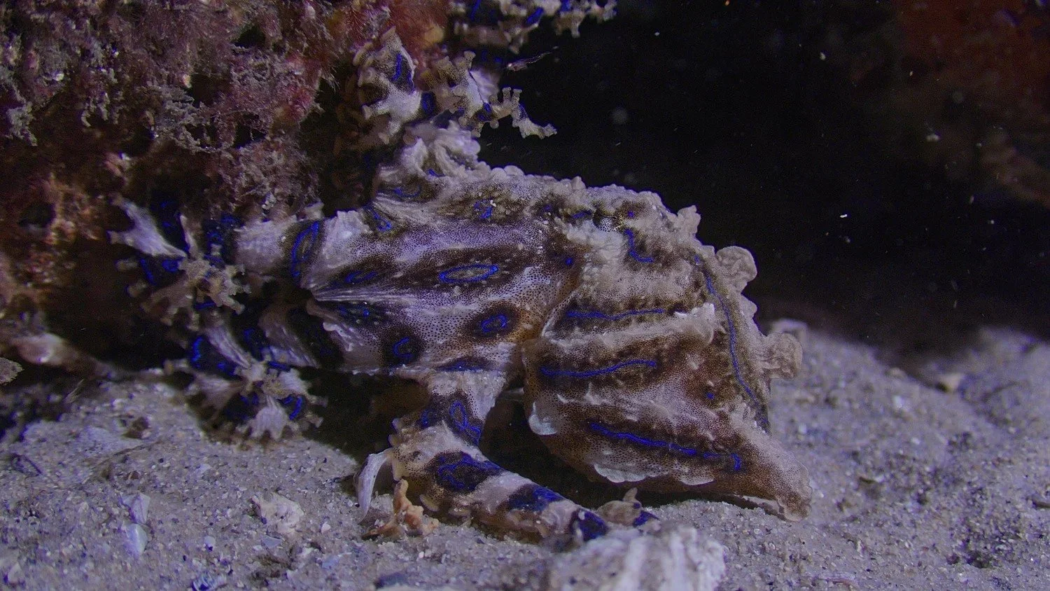 Blue ring octopus underwater cinematography Australia natural history