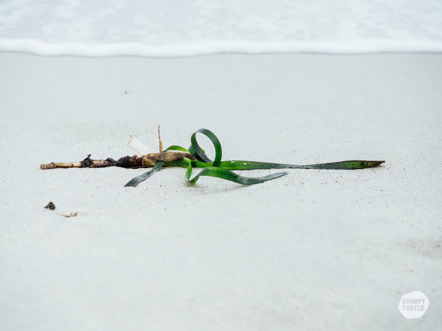 SeagrassRestoration_OperationPosidonia_GrumpyTurtle_HarrietSpark-16.jpg