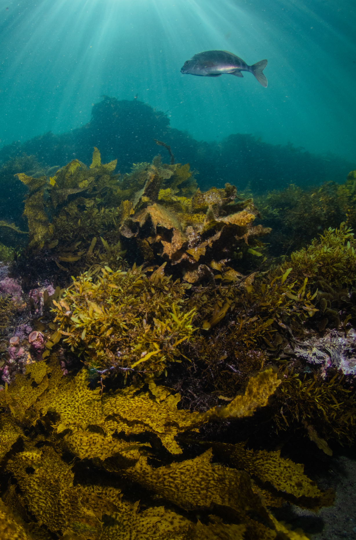 Great Southern Reef kelp forest underwater stock footage Australia