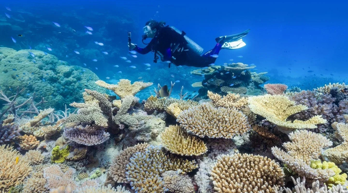 Still from Reef Resilience, filmed by Grumpy Turtle Films for Marriott Bonvoy Traveler and Getty Images