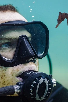 A diver face to face with a White's seahorse in Sydney, from the feature documentary Seahorse School