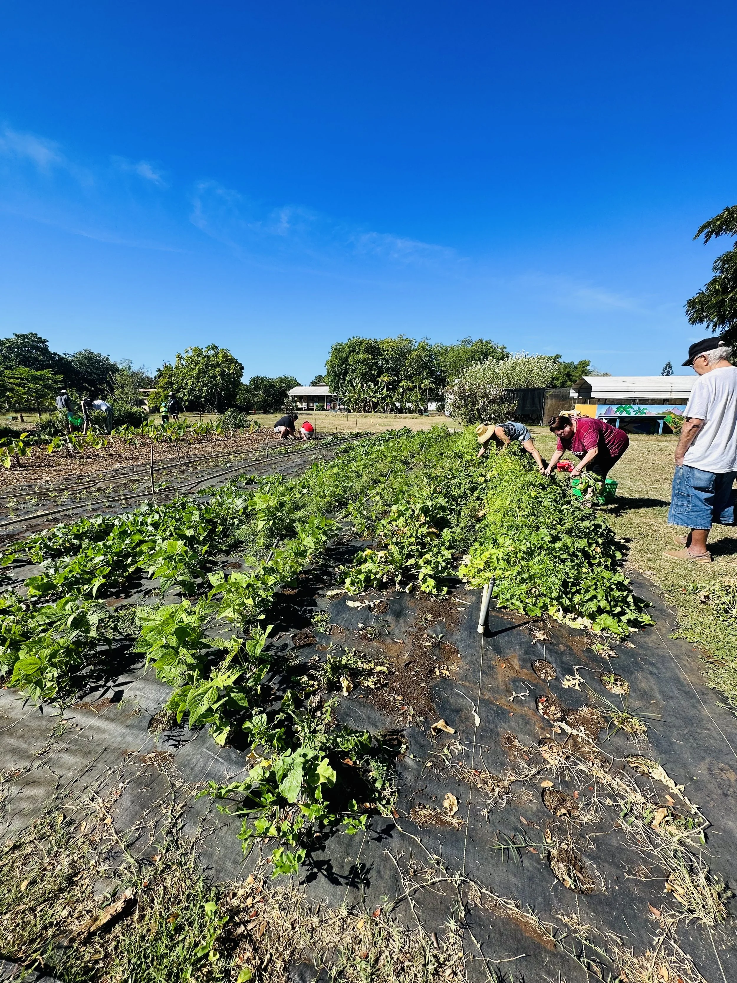 U-Pick Farm to Basket