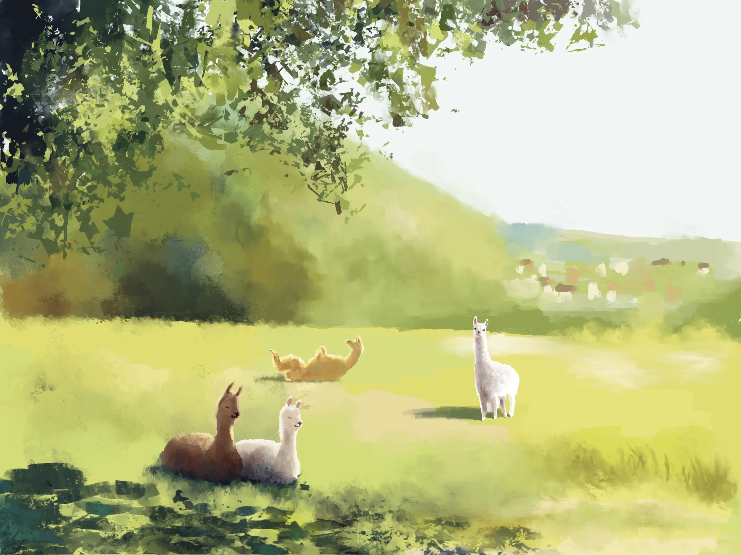 Alpakas.jpg