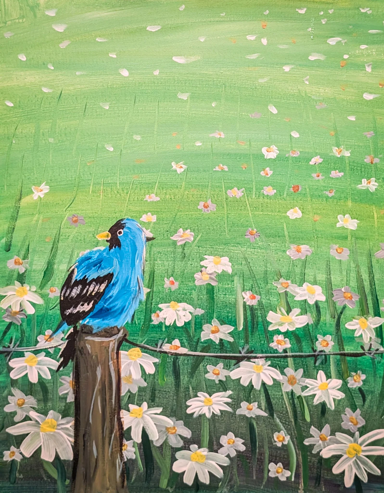 Daisy Field *CB