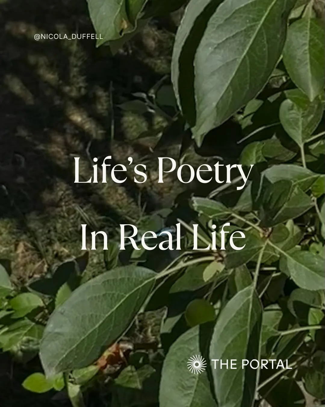 Life&rsquo;s Poetry The Tending | Begins October 12th
.
Let&rsquo;s grieve together
.
Let&rsquo;s weep and wail.
.
Let&rsquo;s sing together.
.
Let&rsquo;s hold each other.
.
Let&rsquo;s tend to the sorrows of the world together.
.
.
.
.
.
#grief #gr