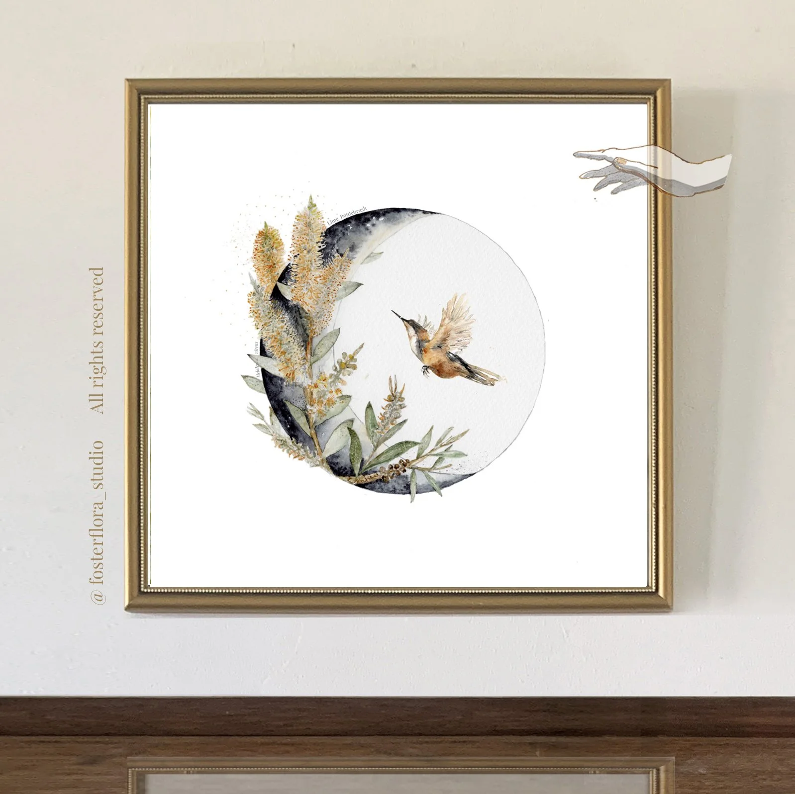 eastern spinebill_lime bottlebrush_tasmania_tasmanian australian native_fosterflora_all rightsreserved.jpg