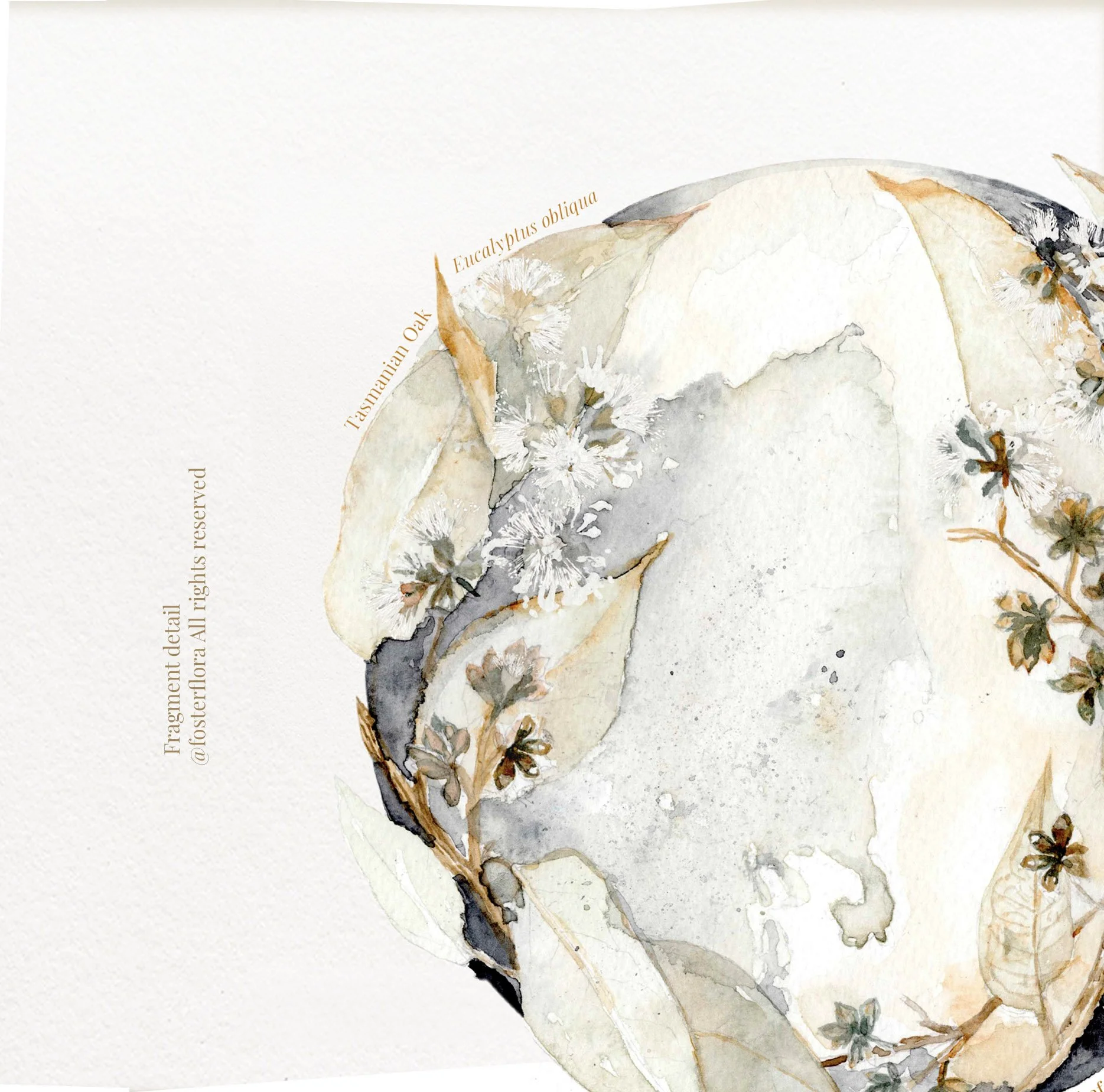 tasmanianoak_mockup_vintage bloom_australian tasmanian native flora_closeup_fosterflora_allrightsreserved.jpg