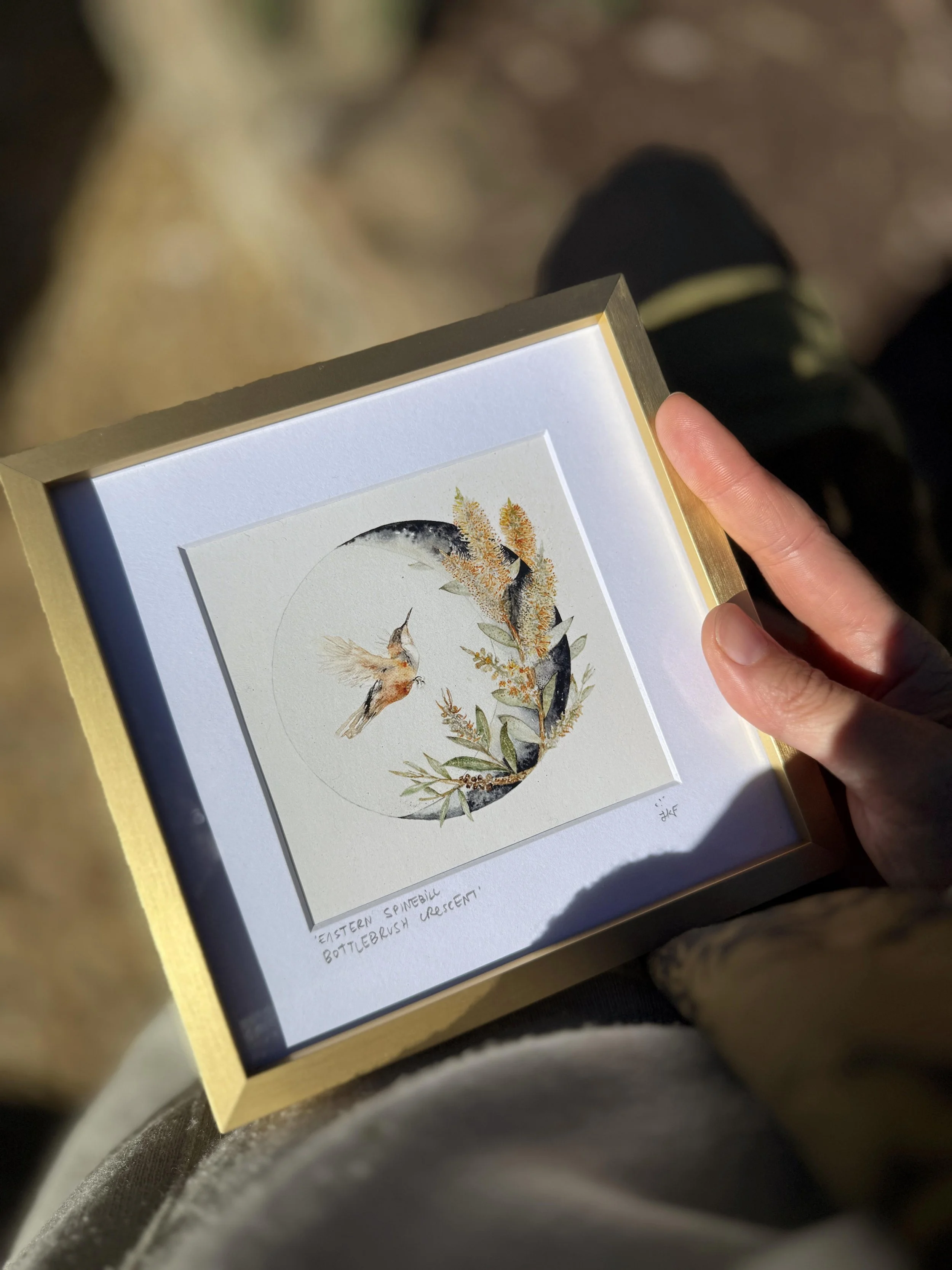 eastern spinebill bottlebrush australian flora_with hands.jpg