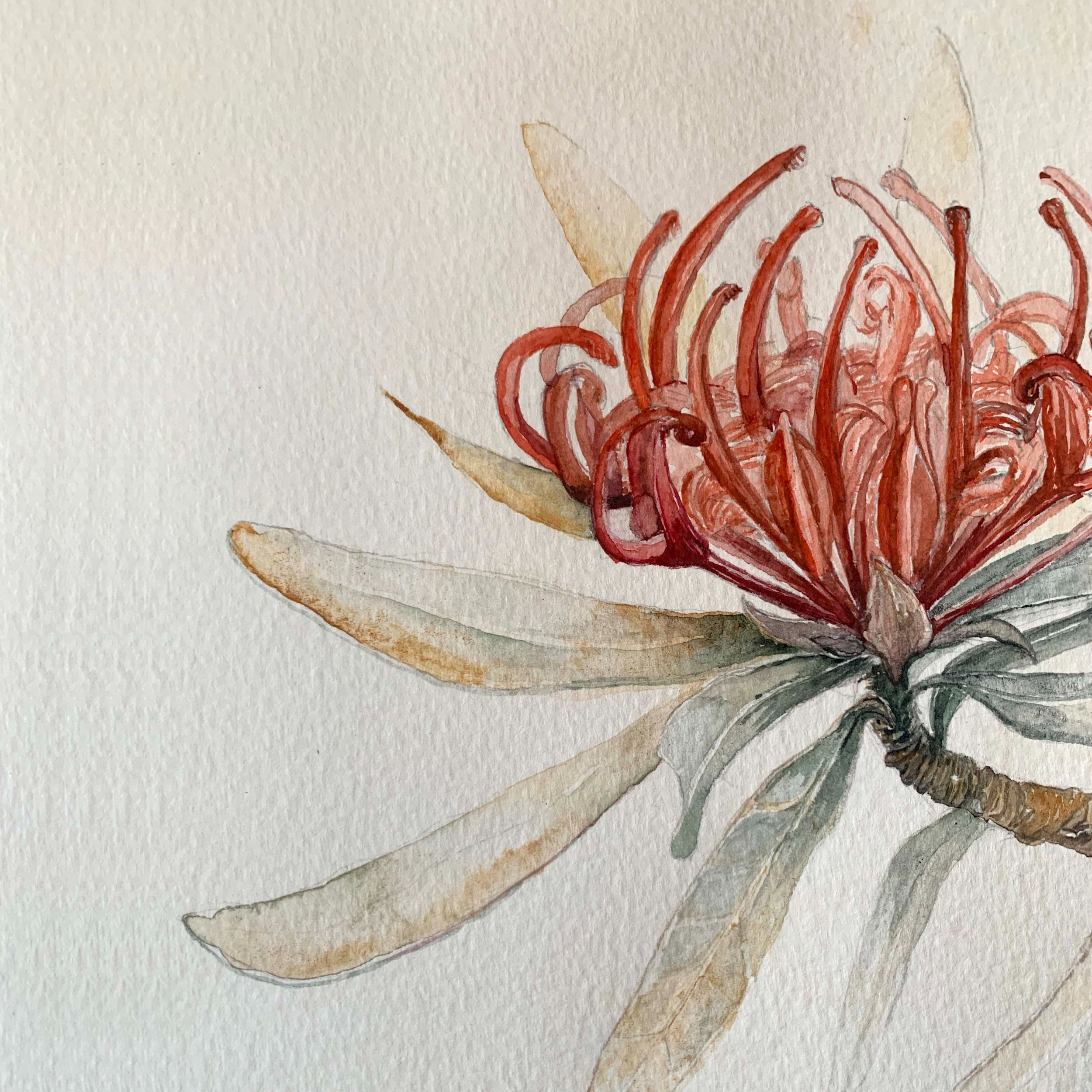 tasmanian+waratah_polkafolk_all+rights+reserved.jpg