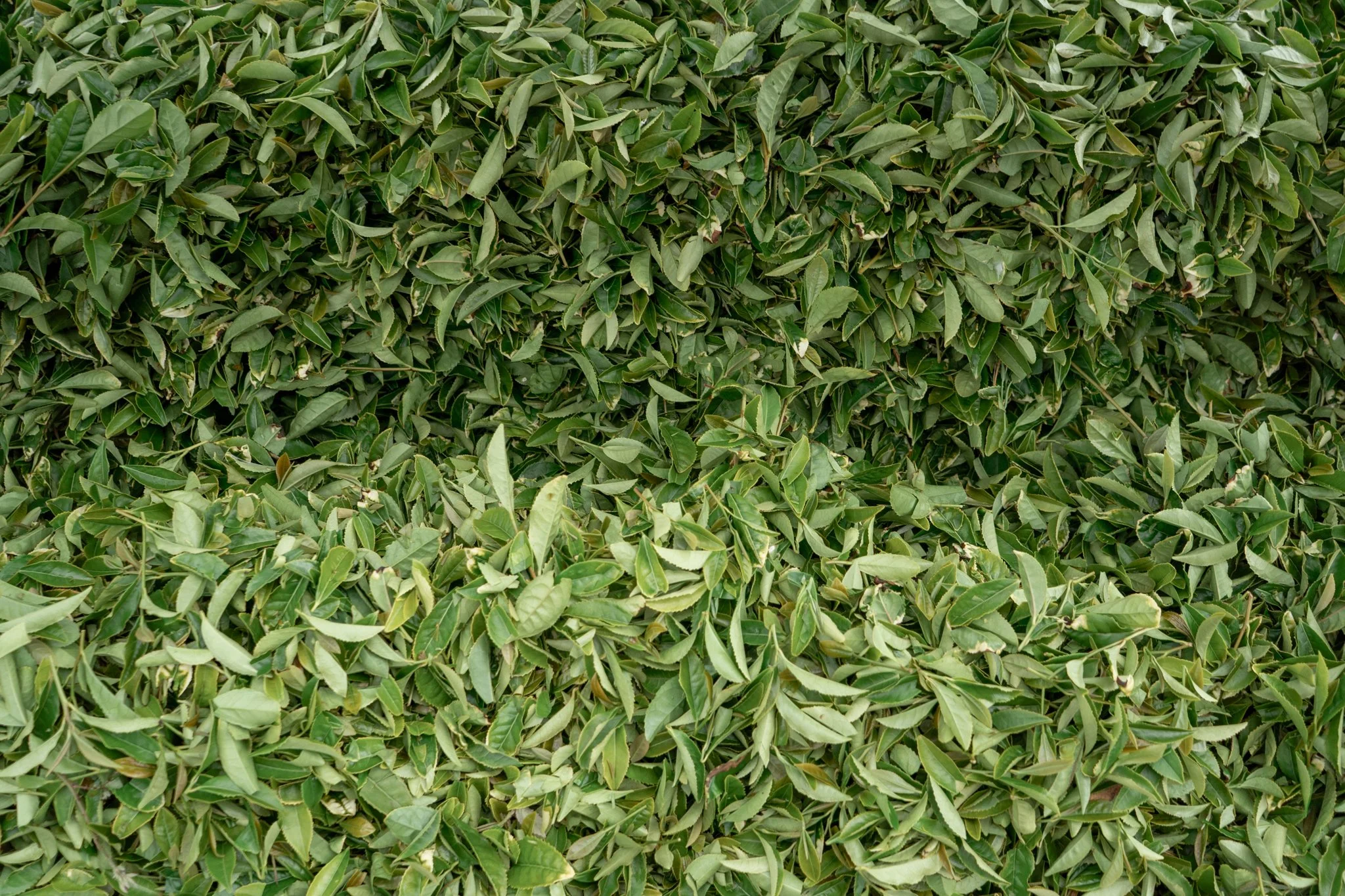 Tea_Bot-17.jpg