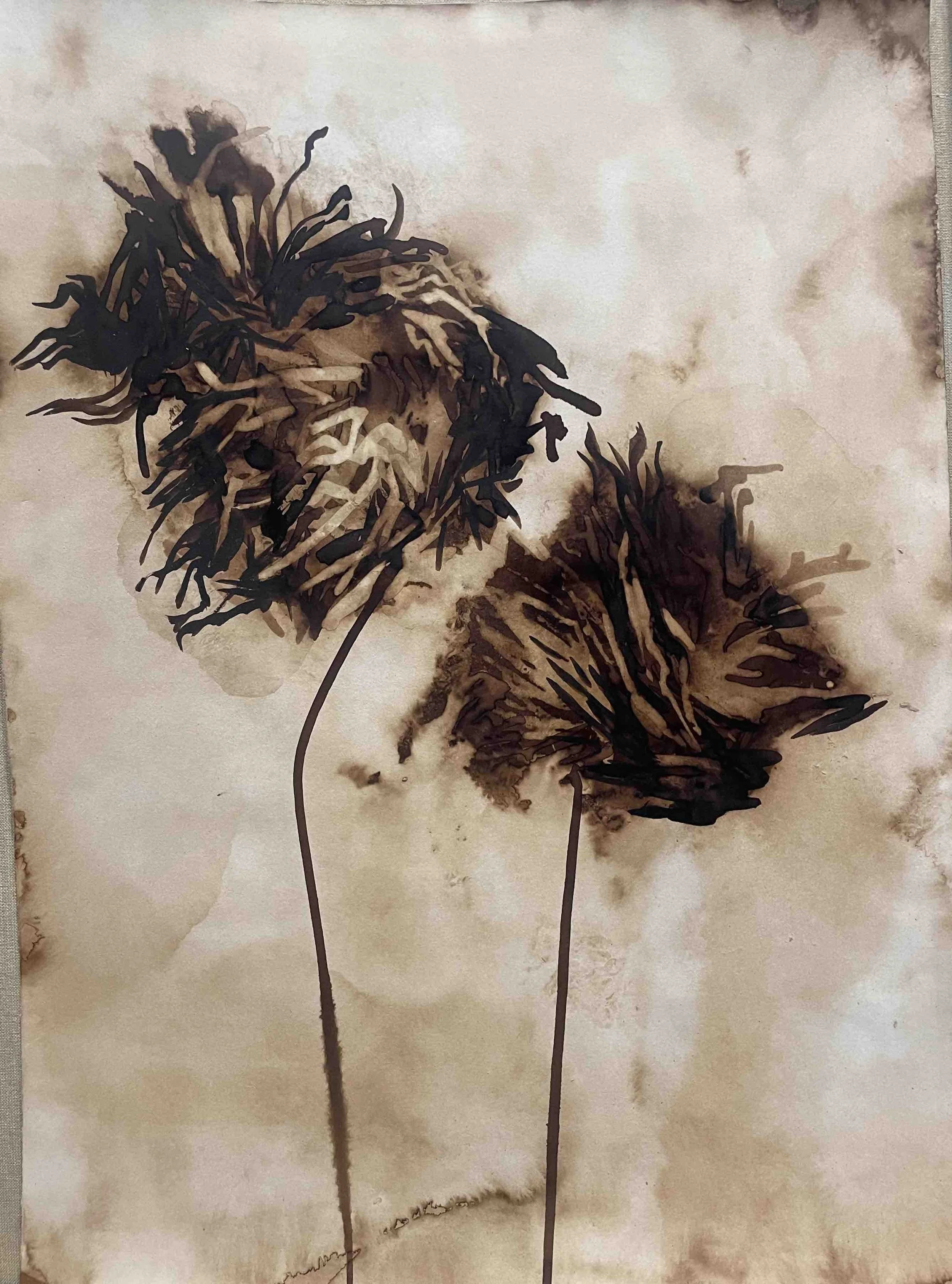 Dahlia. VII -                                  41 
Didier Cros 2023
Lavis à la brou de noix sur papier
35x46 cm
Prix de vente                                 : 450€