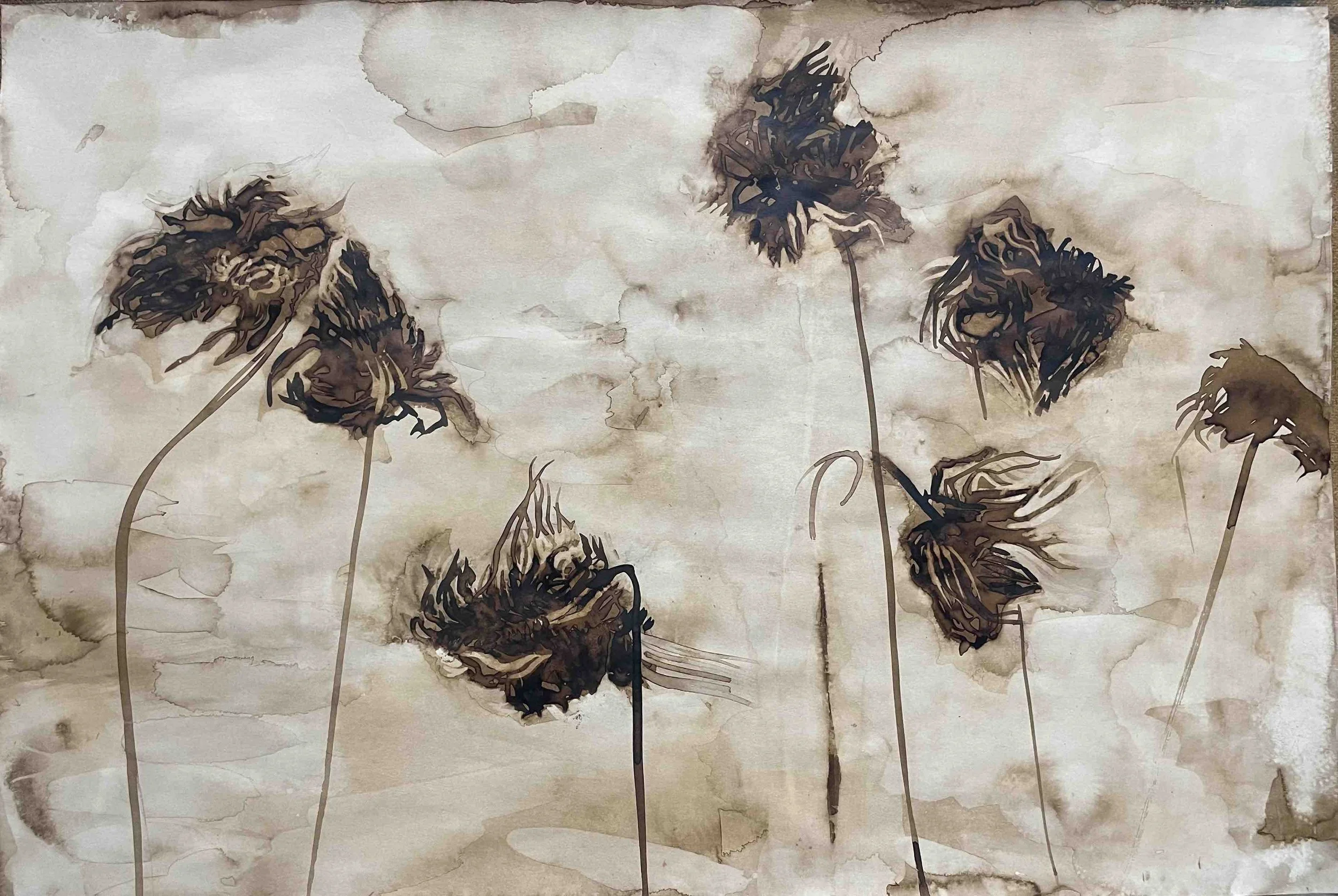 Dahlia. XVIII         - 51 
Didier Cros 2023
Lavis à la brou de noix sur papier
67,5x46 cm 
Prix                           : 500€