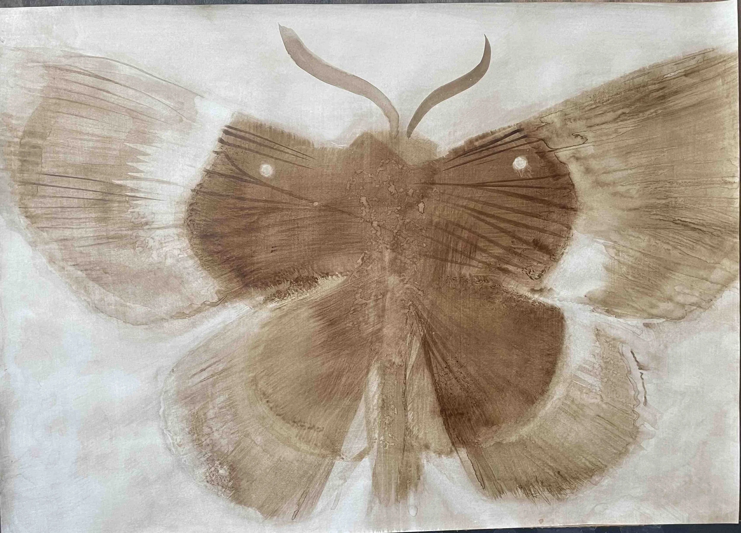 Papillon VII           -21
Didier Cros 2023
Lavis au brou de noix sur papier 70x50 cm
Prix                        : 480€