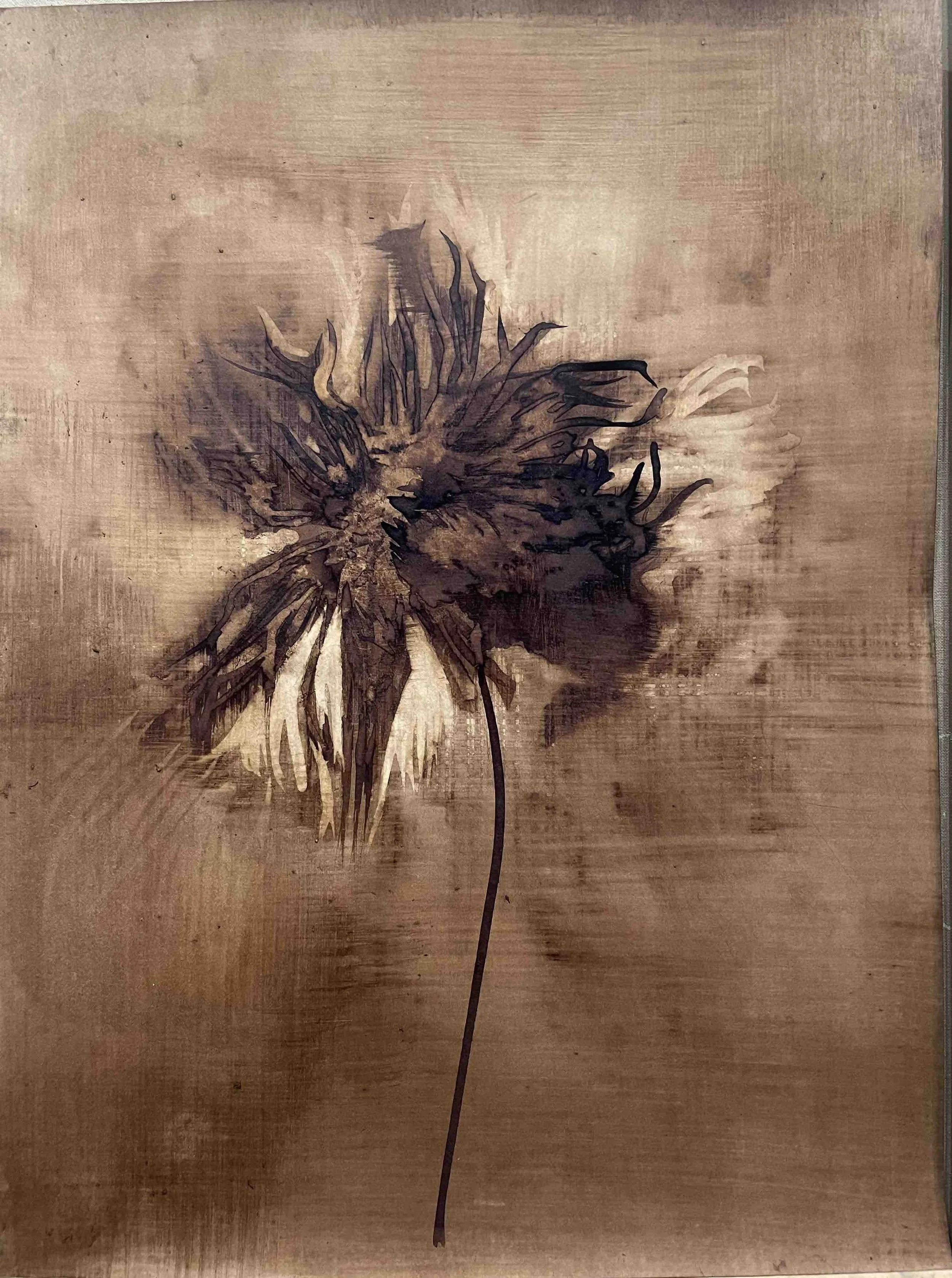 Dahlia. VIII - 42 
Didier Cros 2023
Lavis à la brou de noix sur papier
35x46 cm
Prix  : 450€