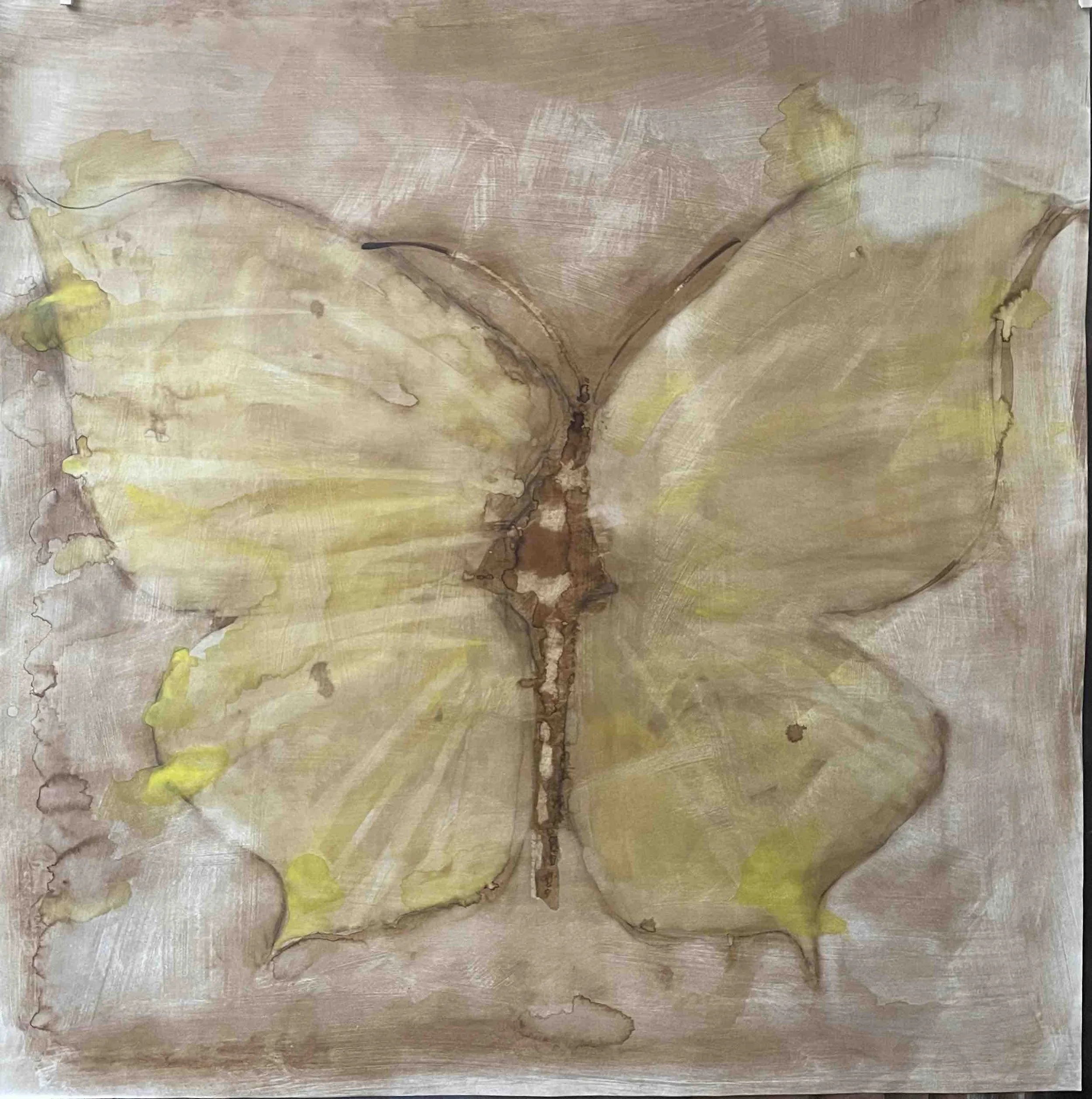 Papillon citron.
Didier Cros 2023 
Lavis au brou de noix 
100x100 cm
Prix                                 1400€