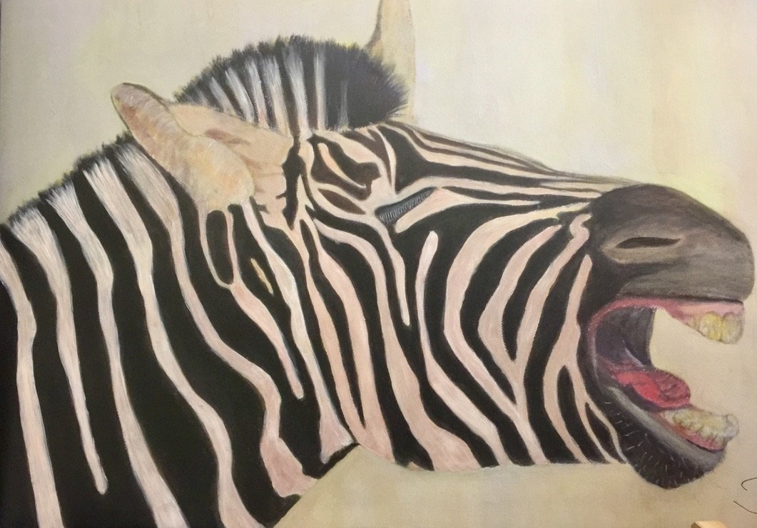 Zebra mit geöffnetem Maul, Seitenansicht
