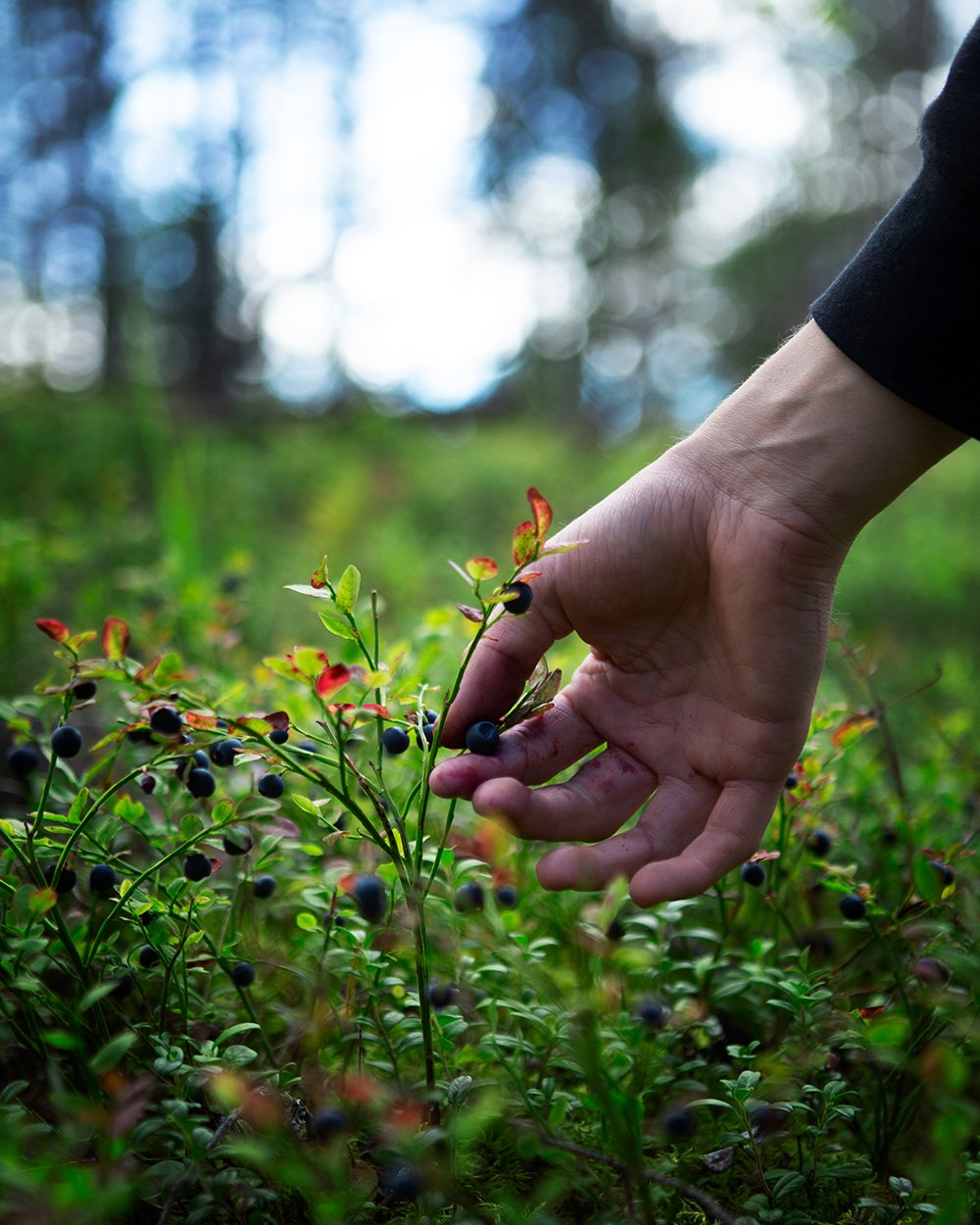 Blueberry picking_Ottilia Orenius.jpg