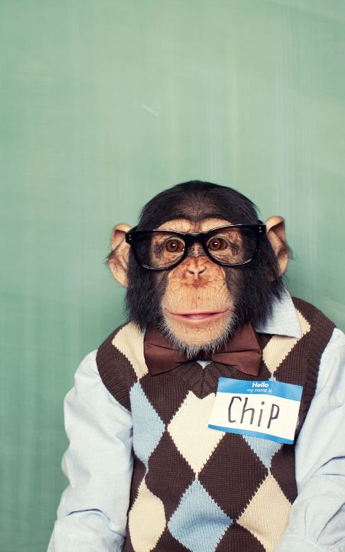 The inner chimp & face to face charity fundraising — Charity Link