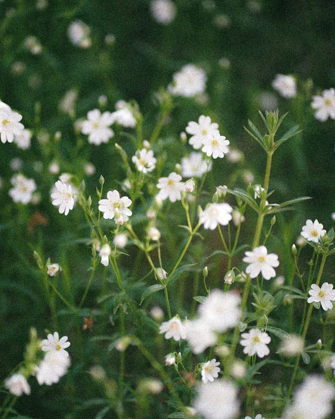Cositas de la primavera - lots of freshly picked fruit &amp; flowers, coffee dates, first beach days, shadows, many pies and baking sessions 🍋
