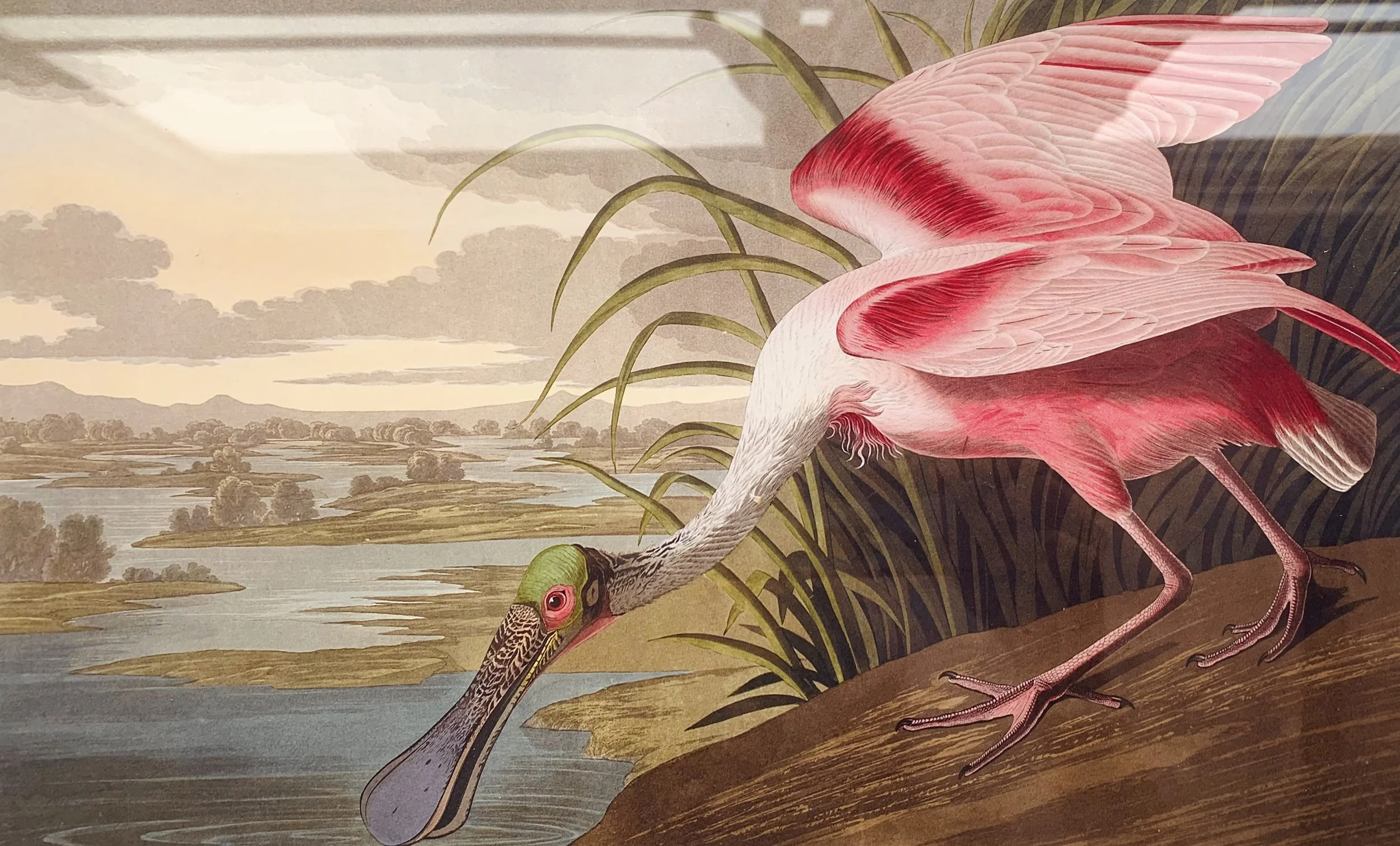 Roseate Spoonbill