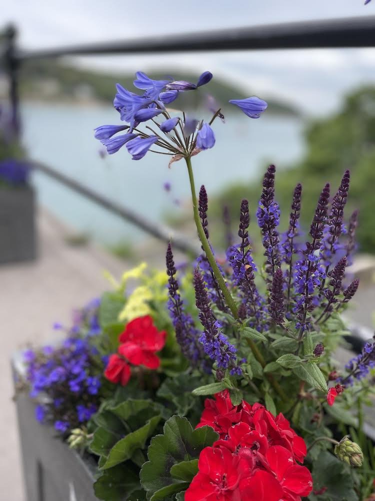 seaside flowers & camping