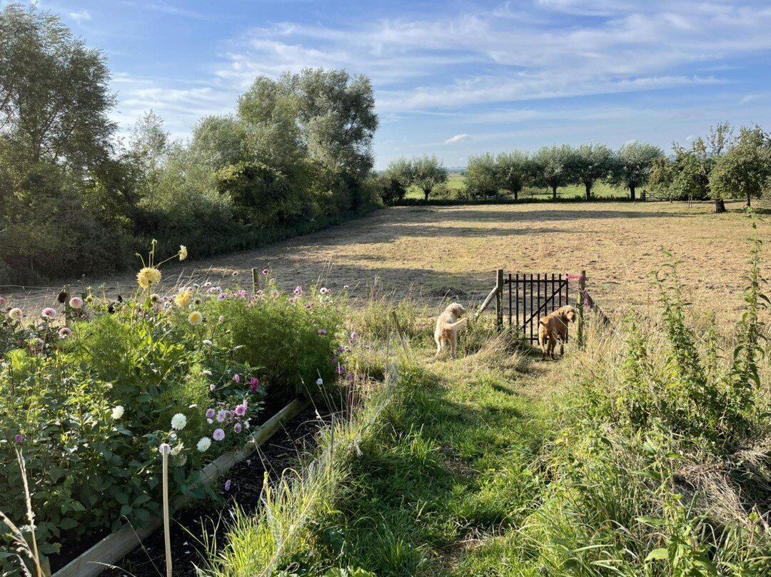 🐕🌸🌺🌹🌾🌿 Second dog walk of the day, this time onto the Somerset Levels. If you want a peaceful and rejuvenating break then Somerset is the place to be. On both walks this morning we didn&rsquo;t see a soul 🌹🌺🌸🌿🌾🐕

#lastminutebreak #airbnb 