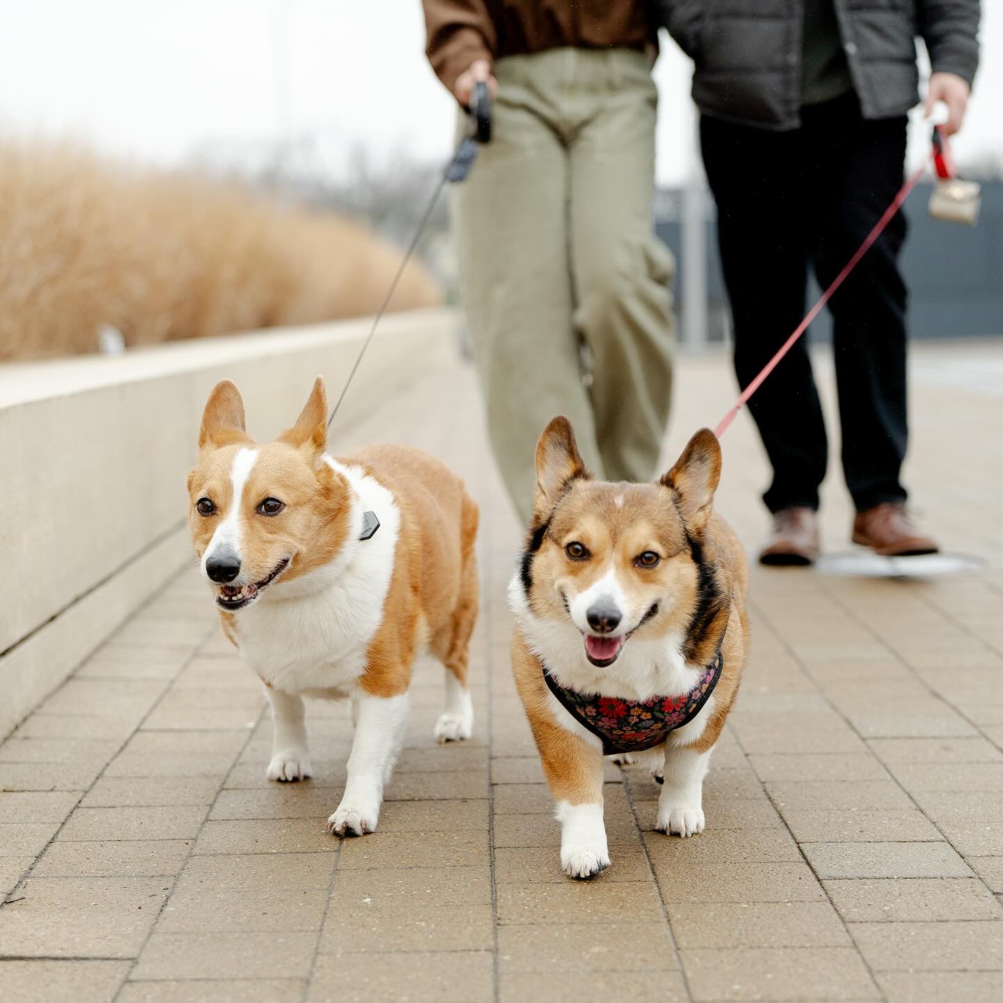 A photoshoot dedicated to your dogs? Yes please 🤍