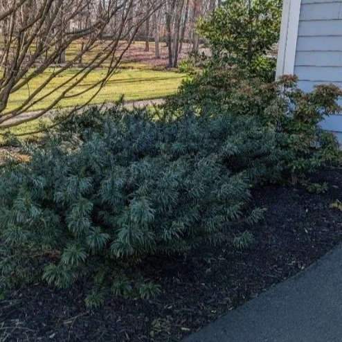Spreading Japanese Plum Yew