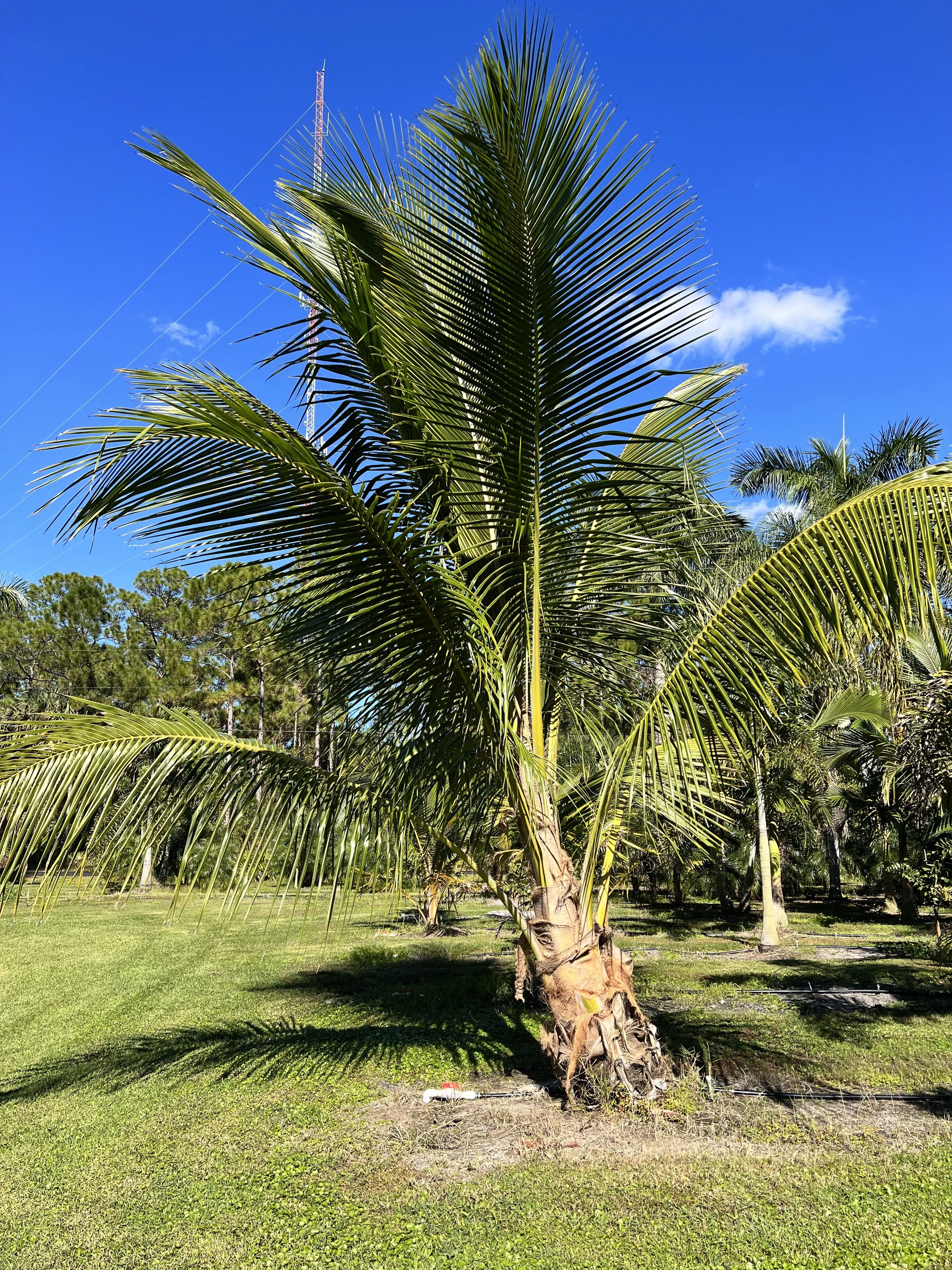 tree 7.jpg