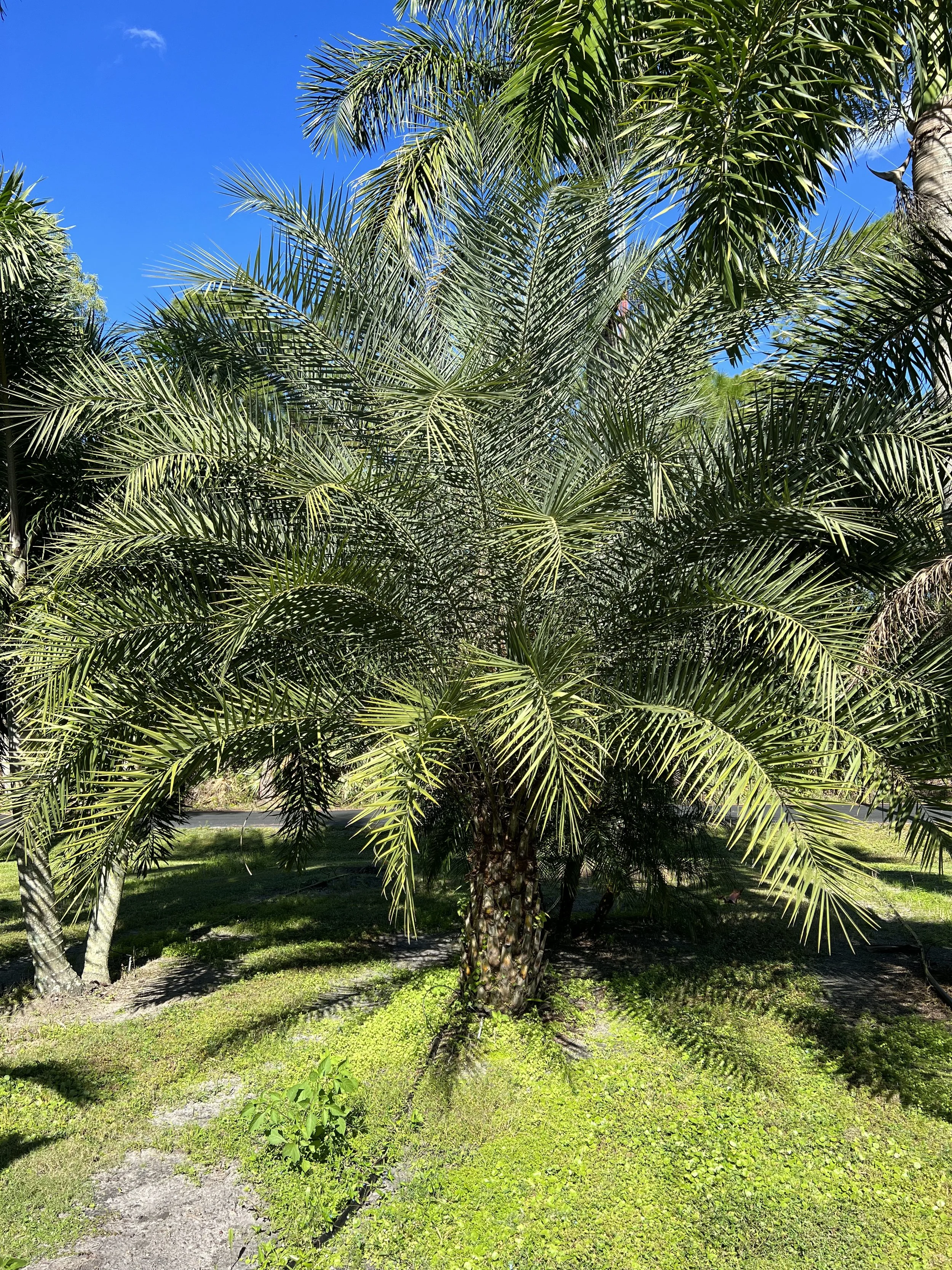 tree 4.jpg