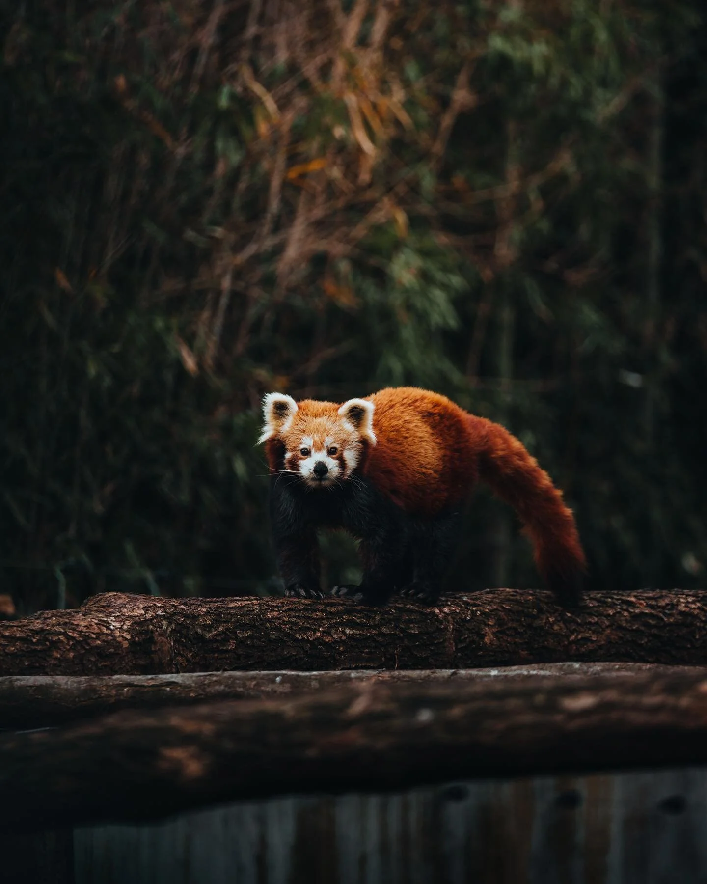 Litte red Panda climbing around his tree house. I wanted to take him home so bad 🤣

#redpanda #naturelover #animalphotography #wildlifephotography #wildlifeonearth