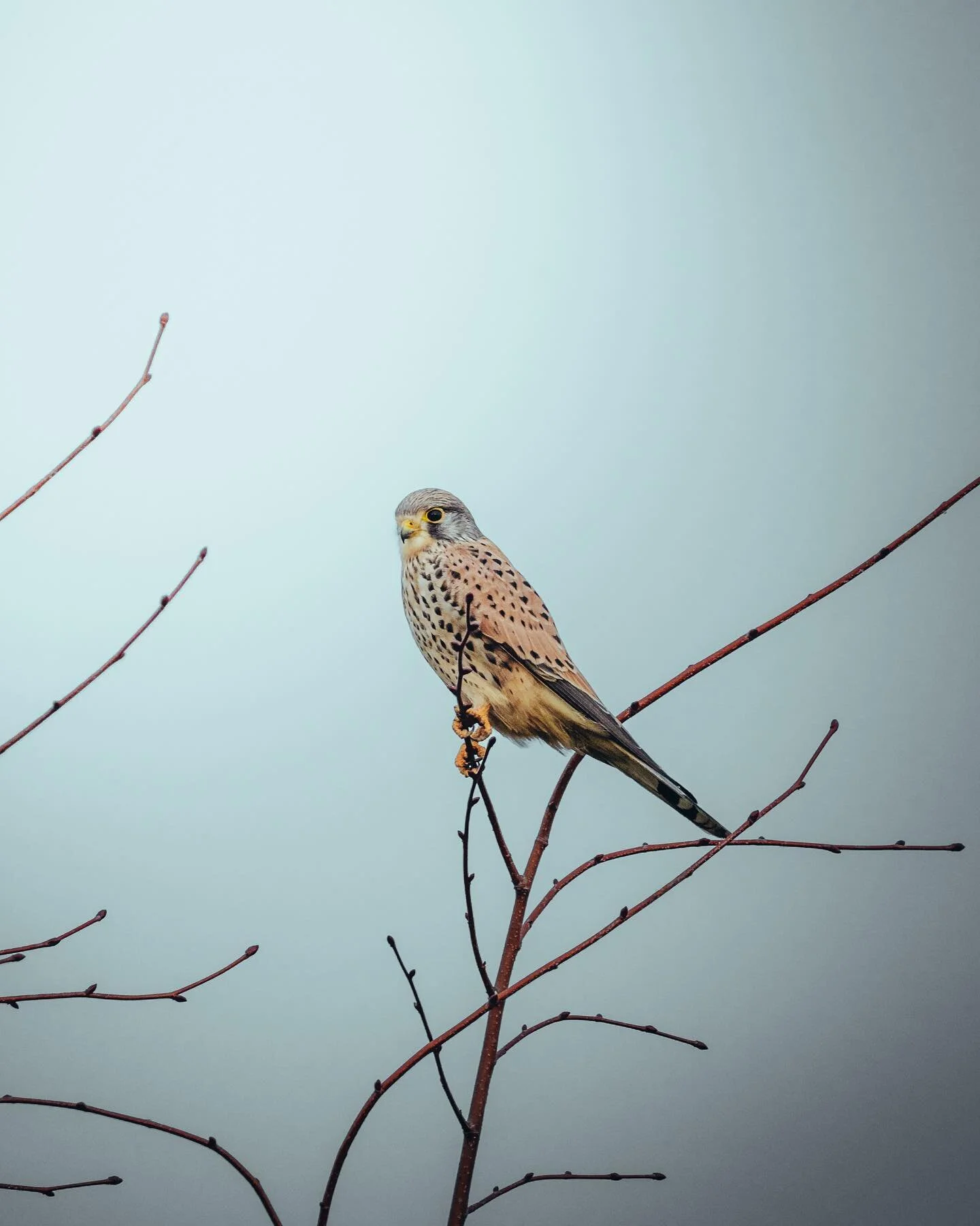 Birdview 🦅

#birdphotography #wildlifephotography #sonyalpha #natgeoyourshot