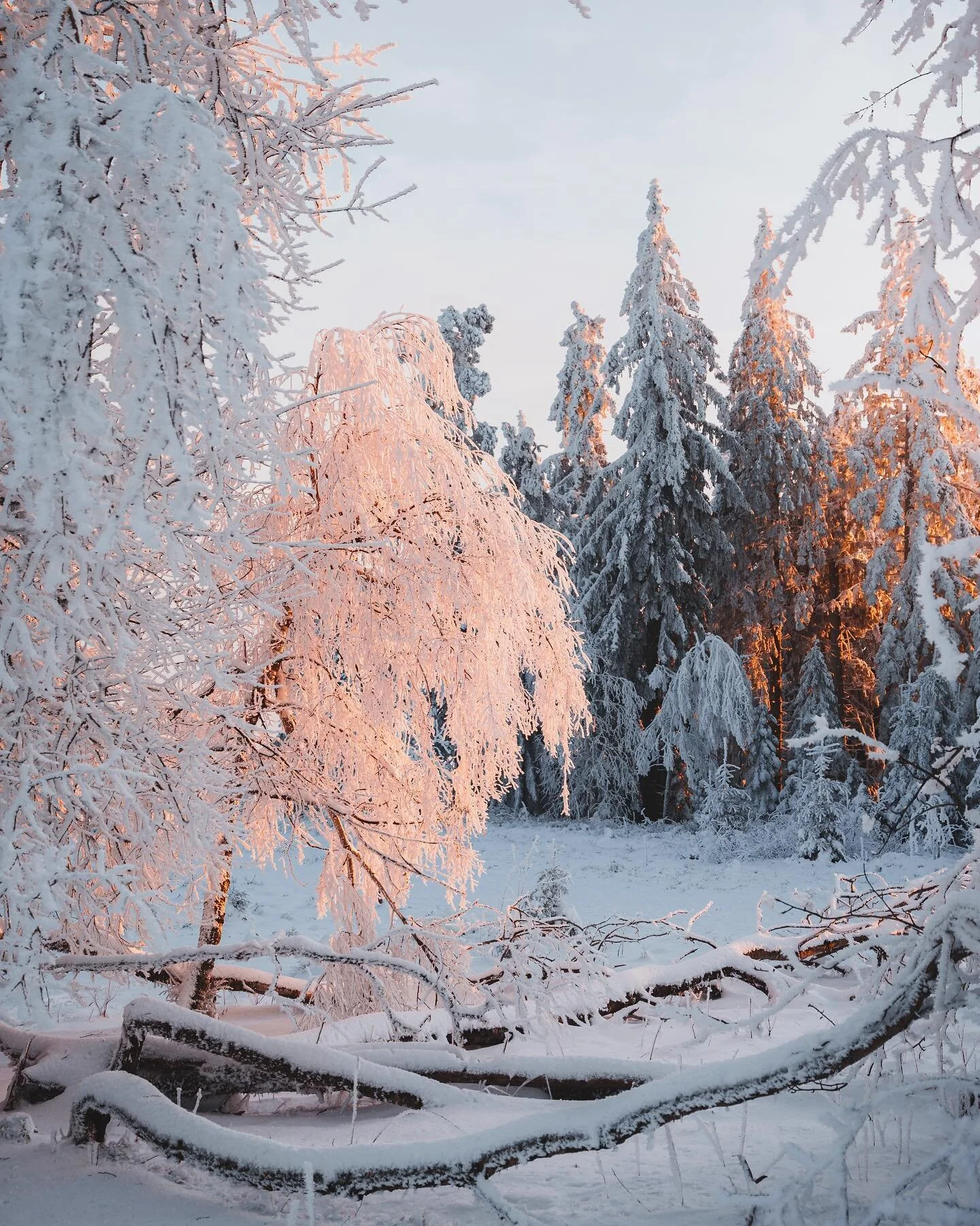 Dawn in Winterwonderland 🌅❄️

#blackforestgermany #wintersunset #snowphotography #sunsetviews #sunsetlovers #winterroad #visitgermanyofficial