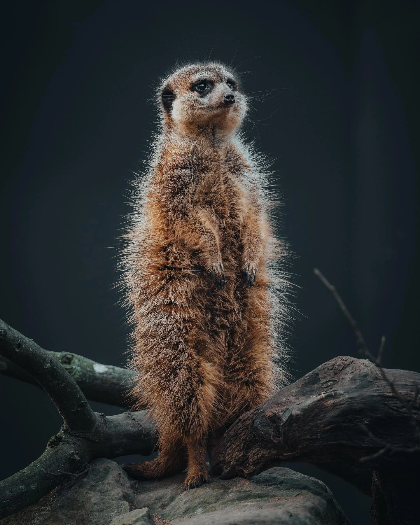 Has anyone seen Pumbaa? 

#animallovers #animalphotography #wildlifeplanet #meerkatsofinstagram #tierfotografie