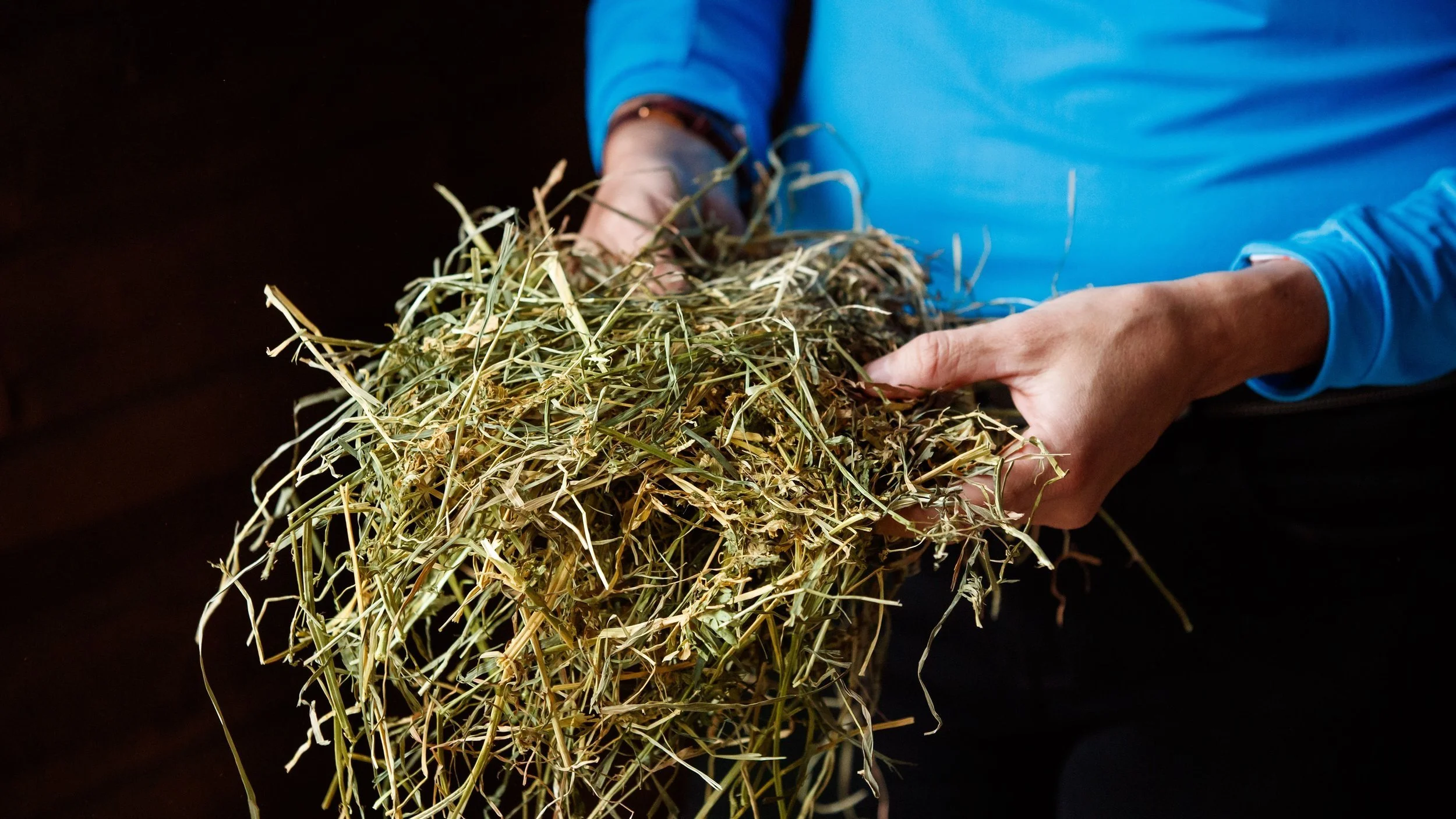 Alfalfa — Legacy Equine Nutrition Unbiased, sciencebased, effective