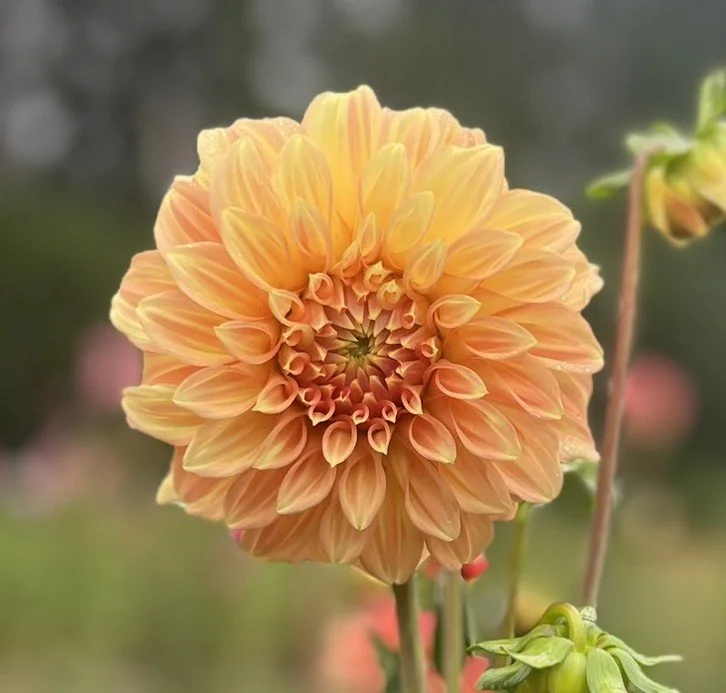 Bracken Sarah Dahlia