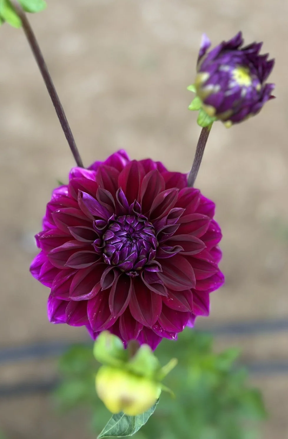 Berner Oberland Dahlia