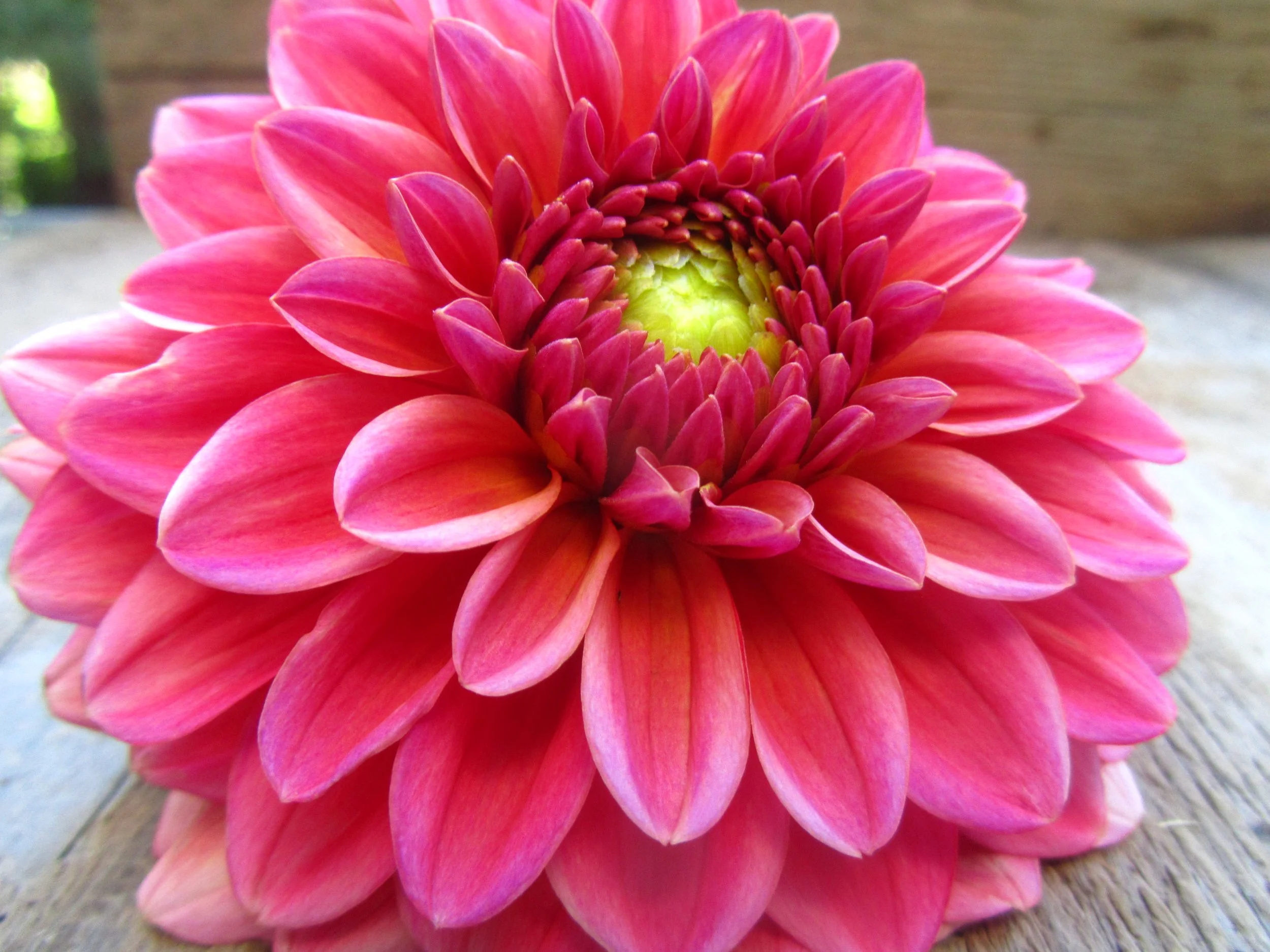 Patches Dahlia — The Redwood Alley Farm