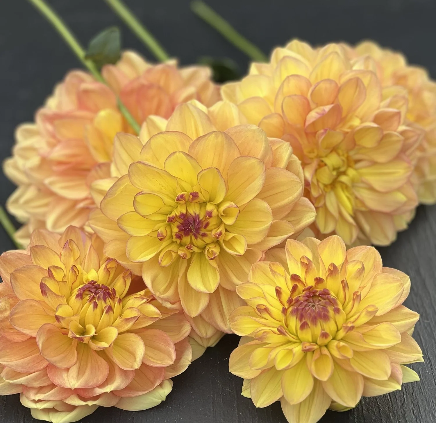 Happy Go Lucky Dahlia Tuber — The Redwood Alley Farm