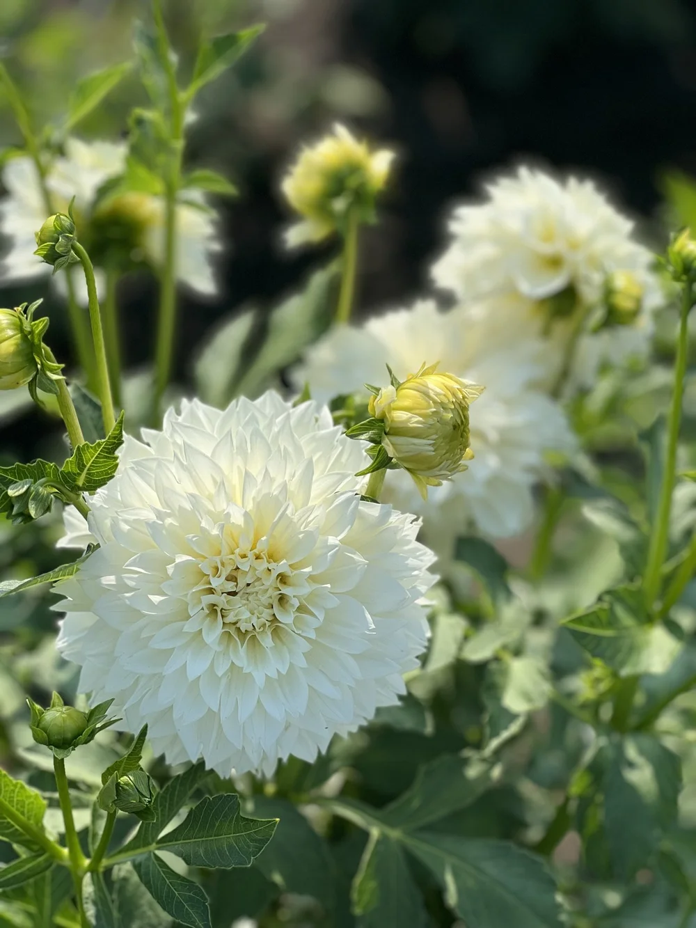 Gitts Attention Dahlia Tuber — The Redwood Alley Farm
