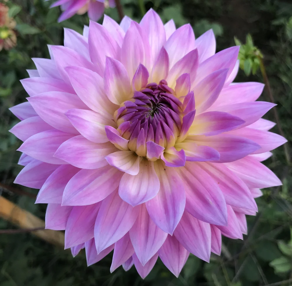 gabrielle-marie-dahlia-tuber-the-redwood-alley-farm