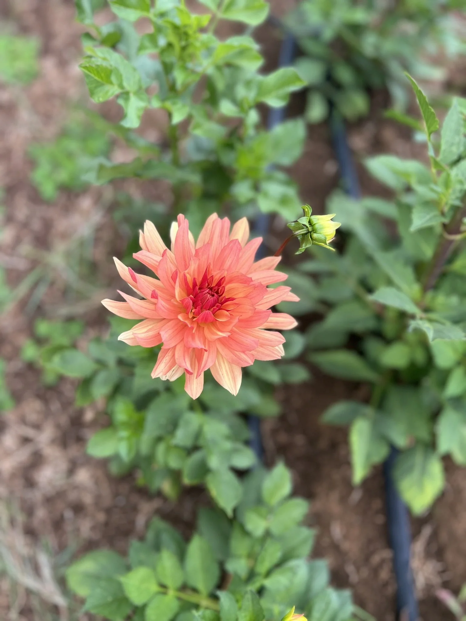 French CanCan Dahlia