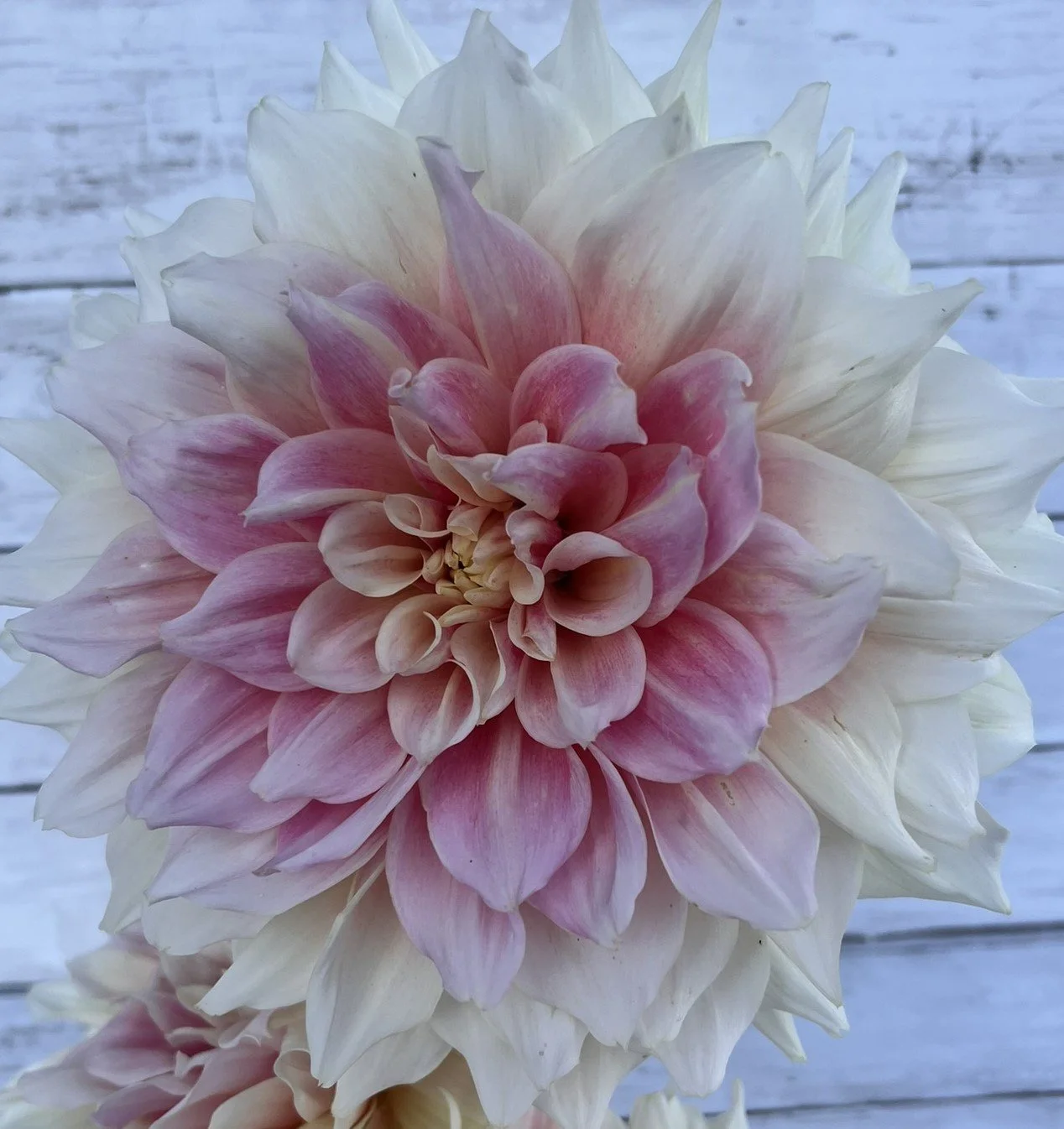 1 - IMG_7538USE.JPEG