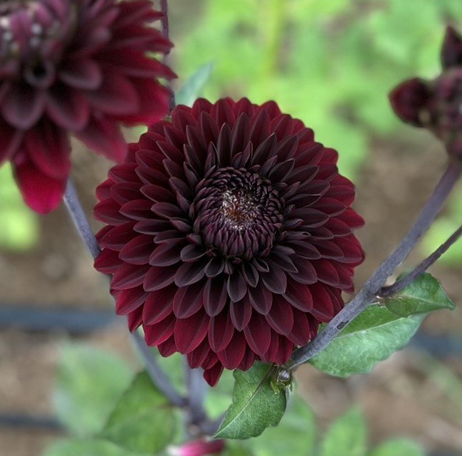 Dark Destiny Dahlia