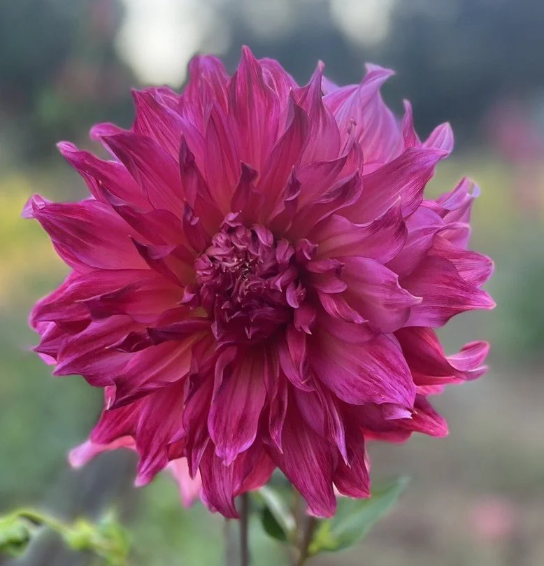 Islander Dahlia