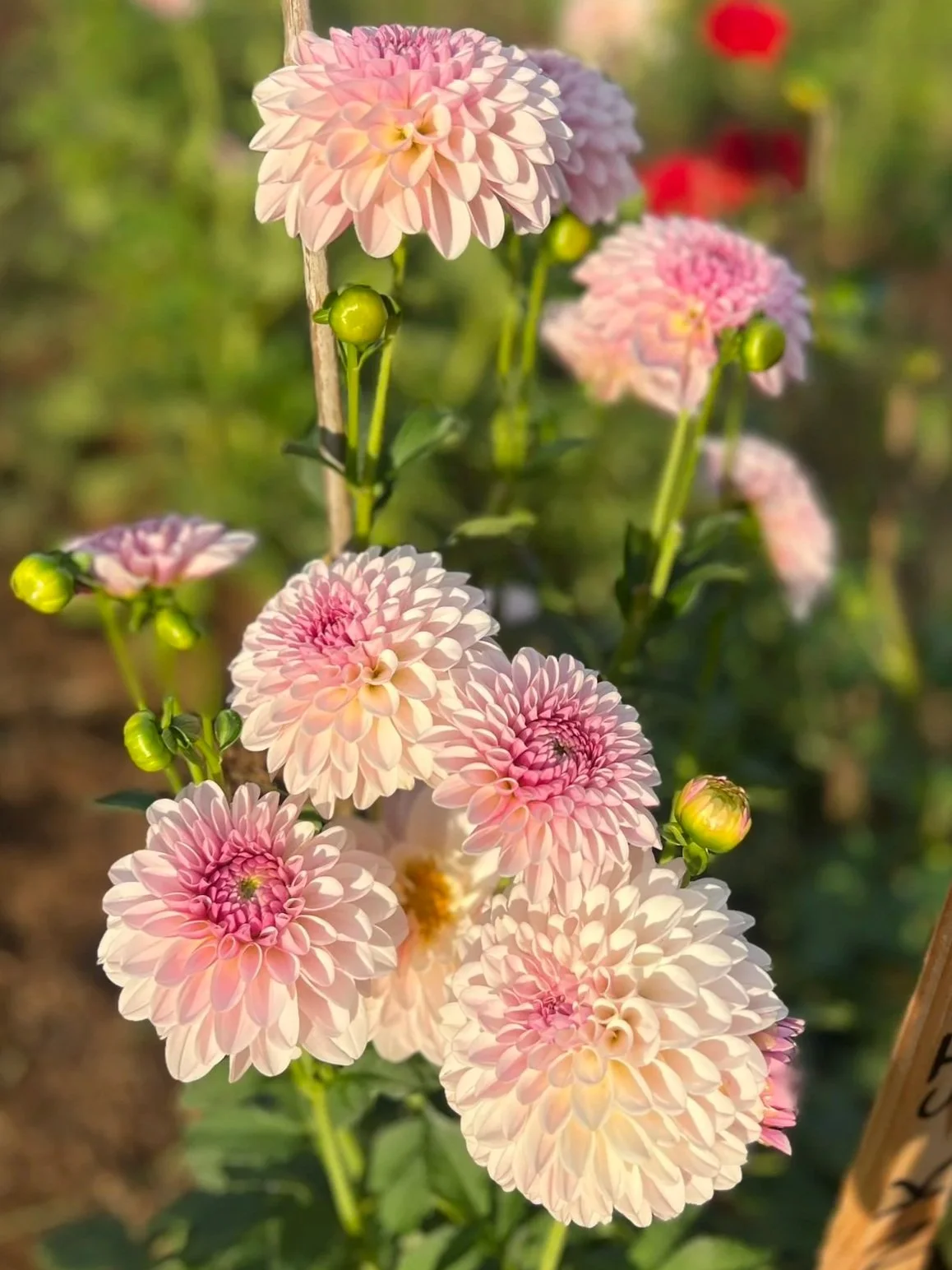Pink Silk Dahlia