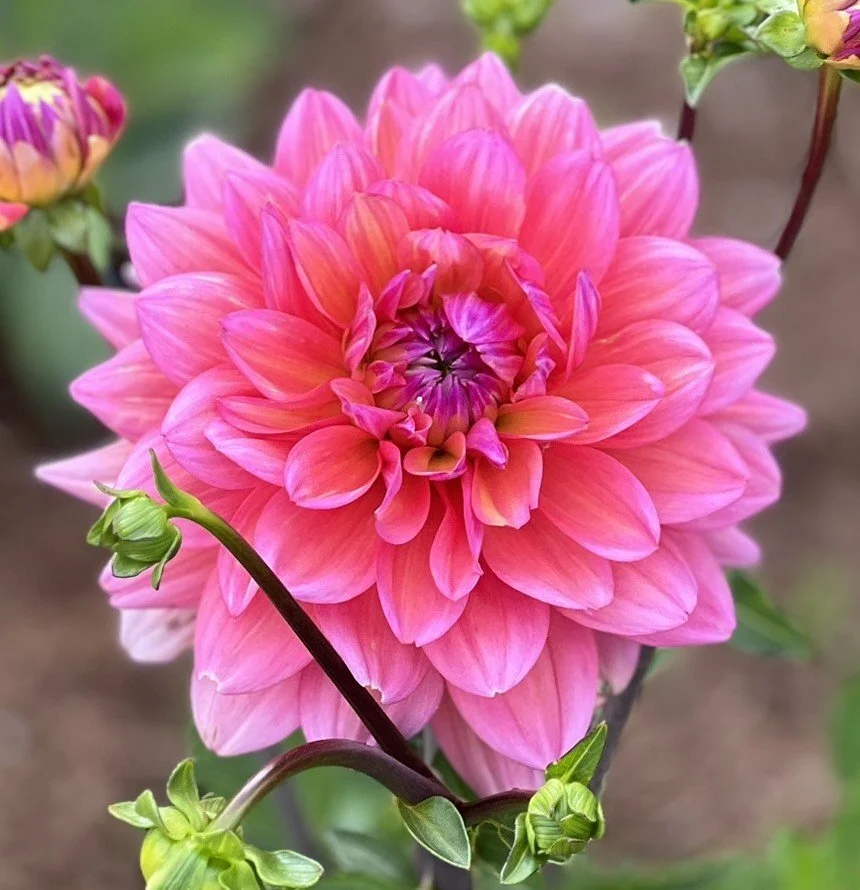 Great Silence Dahlia