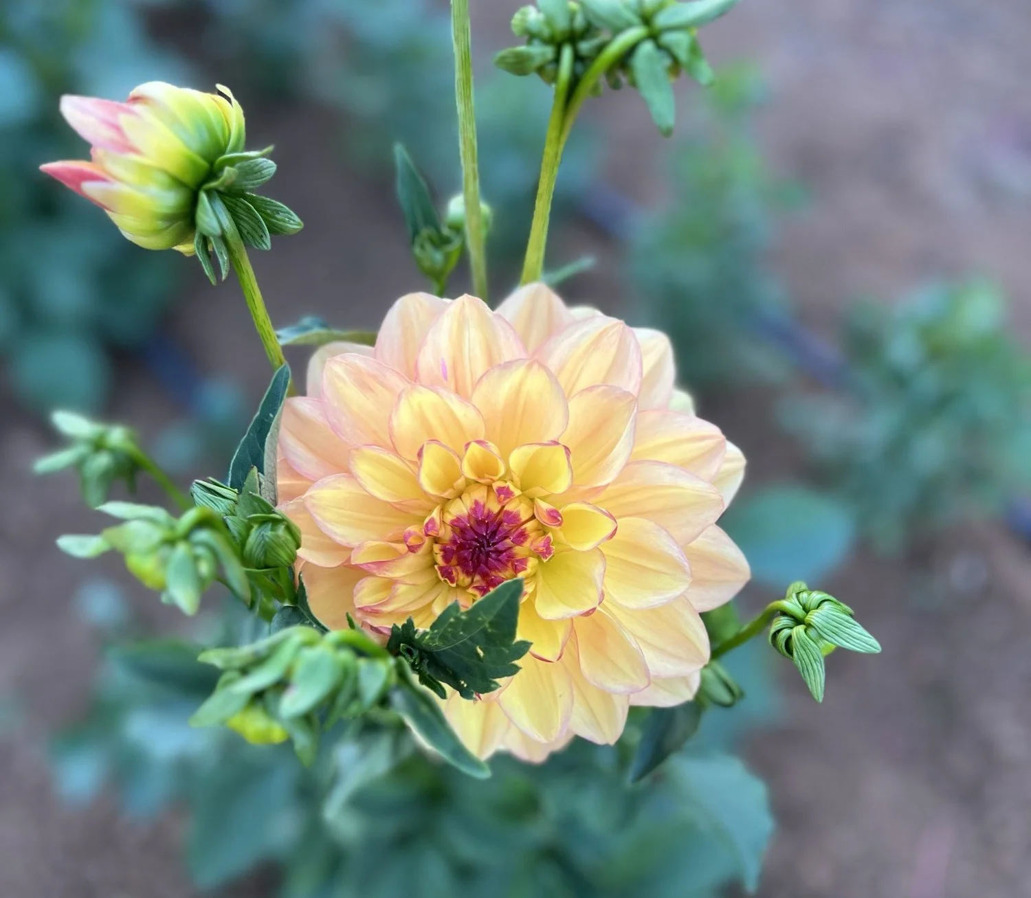 Happy Go Lucky Dahlia Tuber — The Redwood Alley Farm