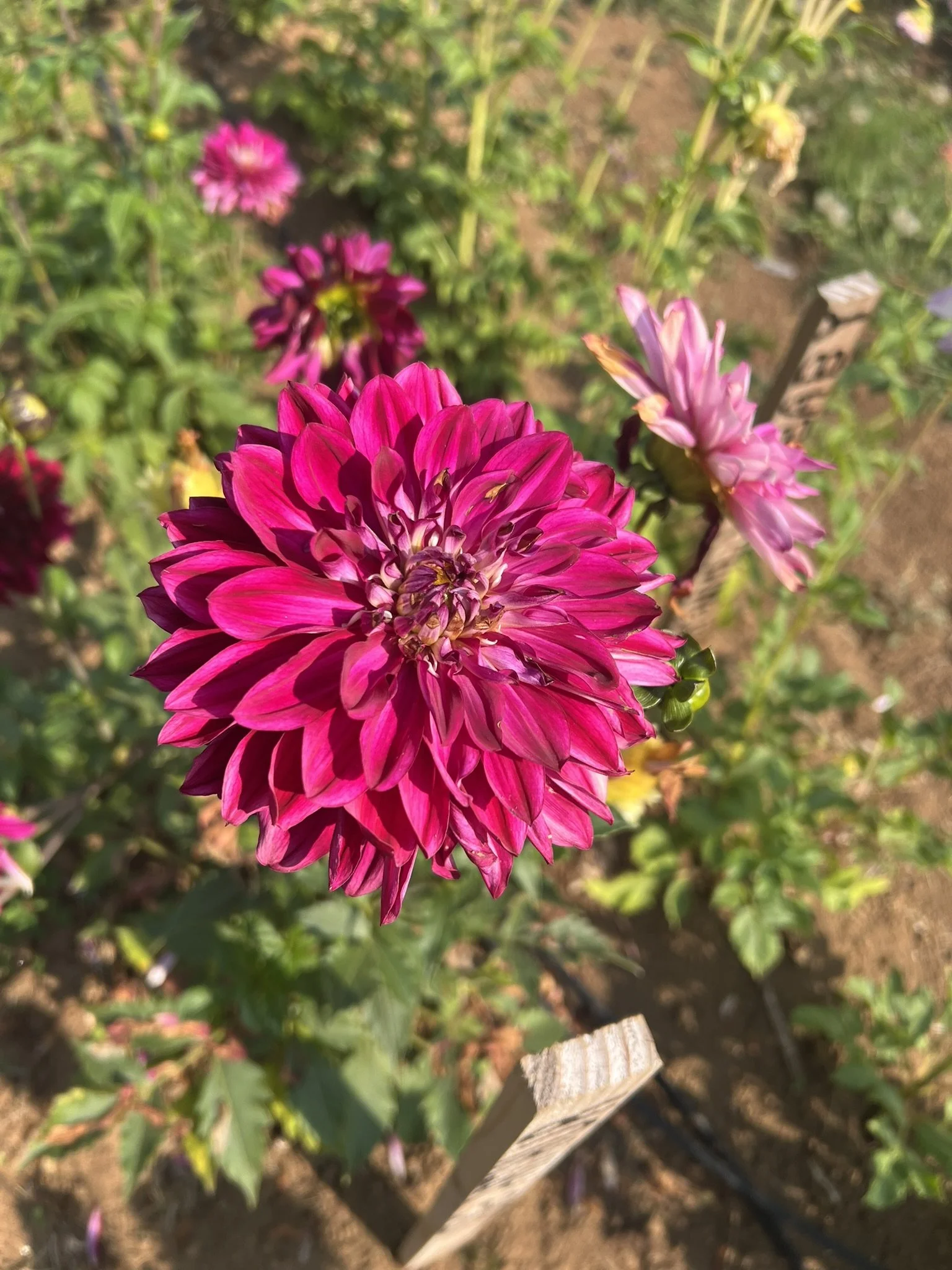 King Arthur Dahlia