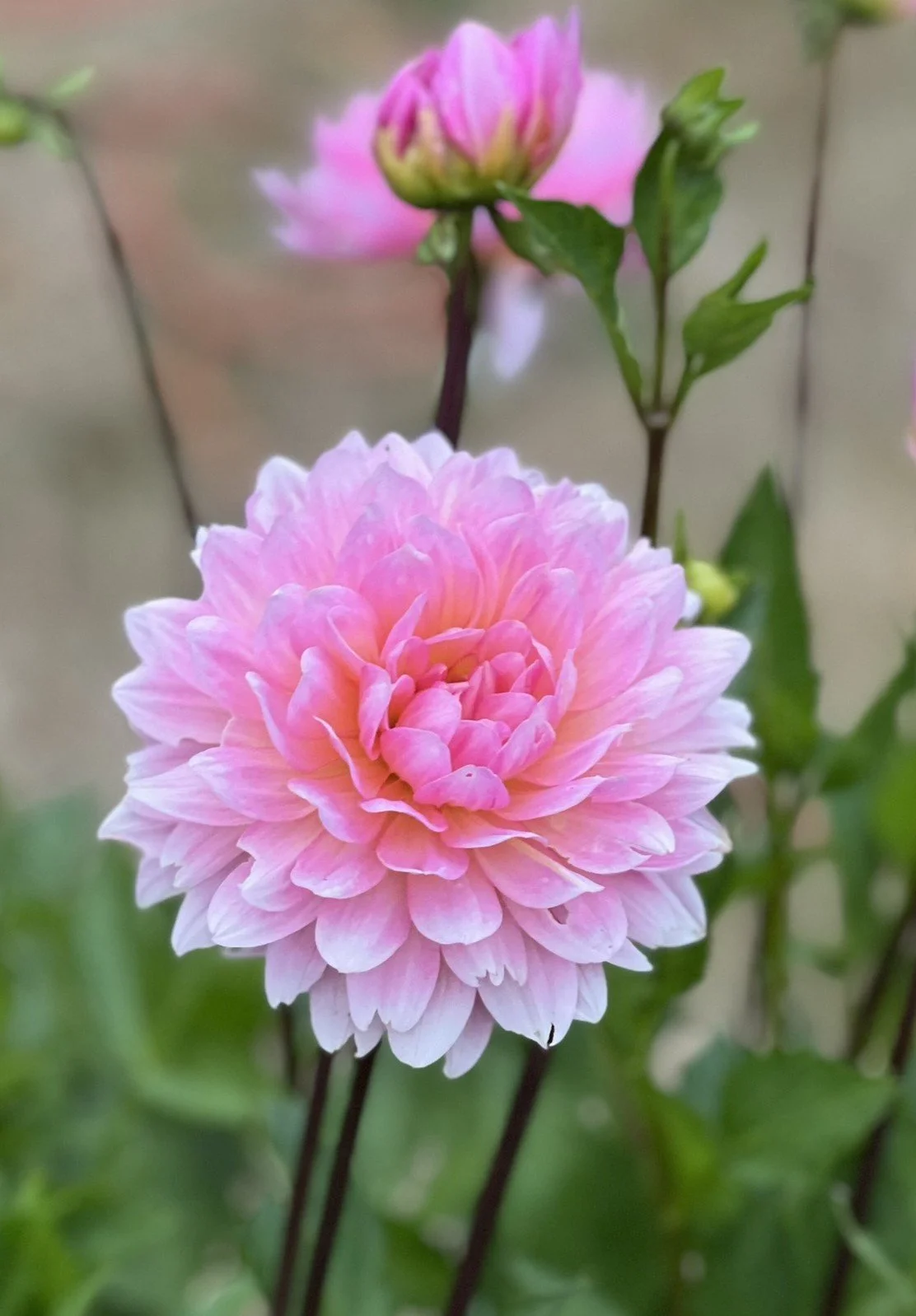 Ruthie G Dahlia